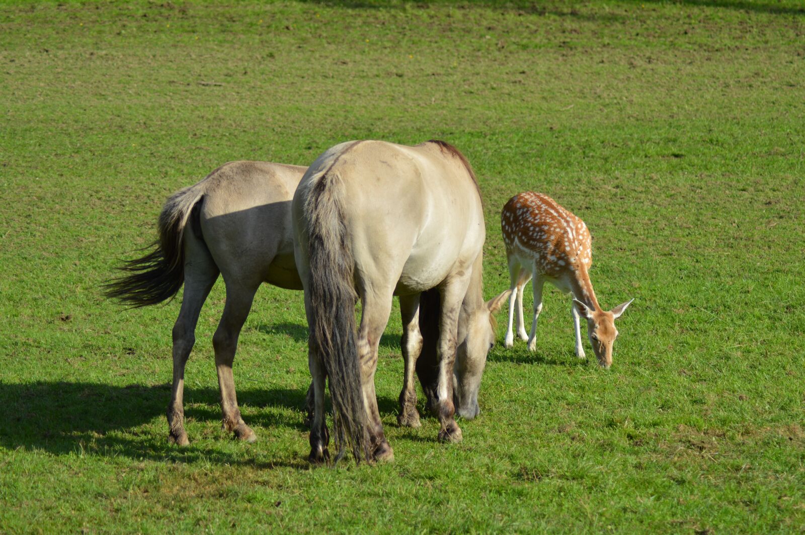 Nikon D3200 sample photo. Horses, suede, belgium photography