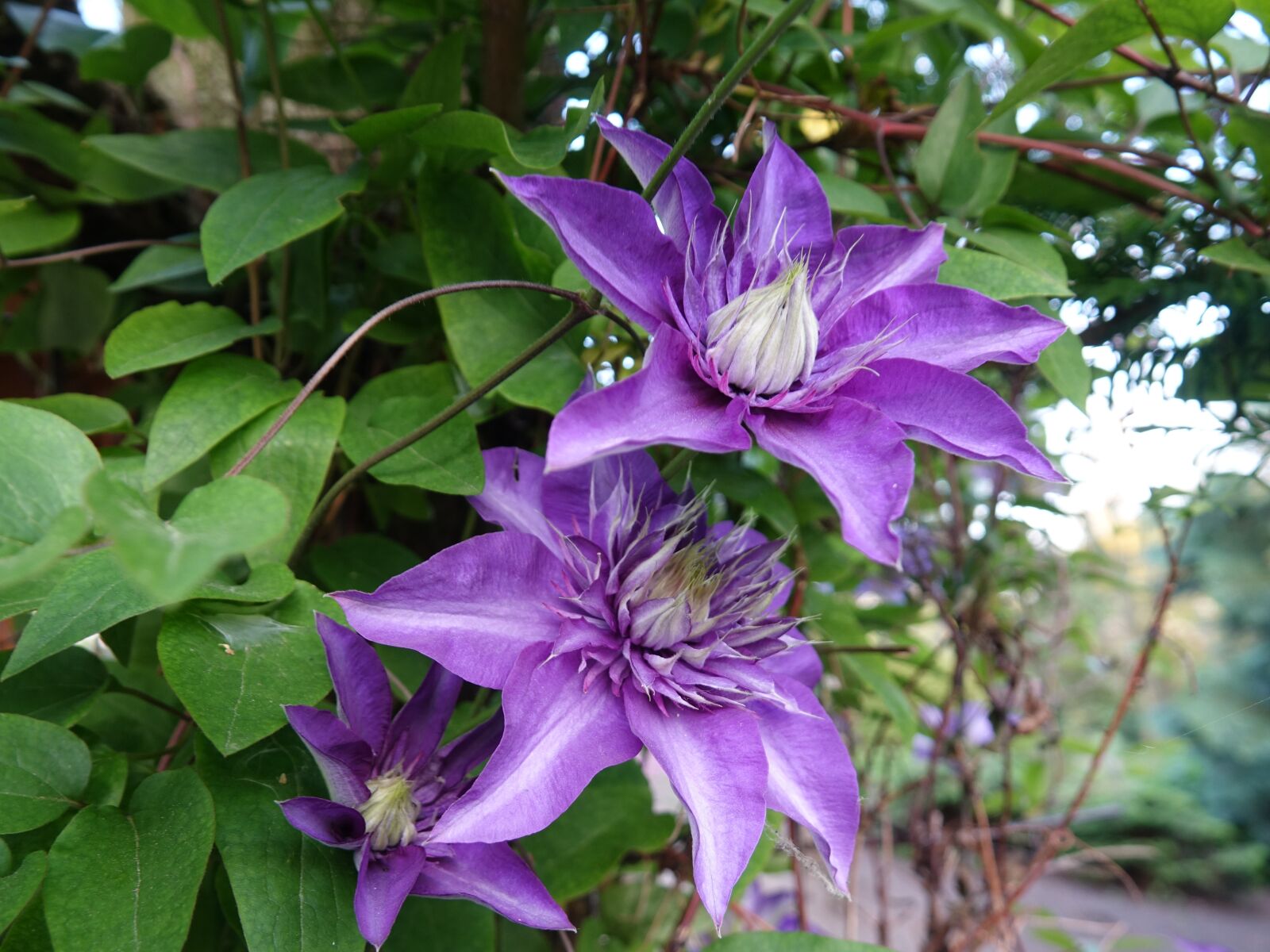 Sony Cyber-shot DSC-RX10 III sample photo. Garden, flower, flora photography