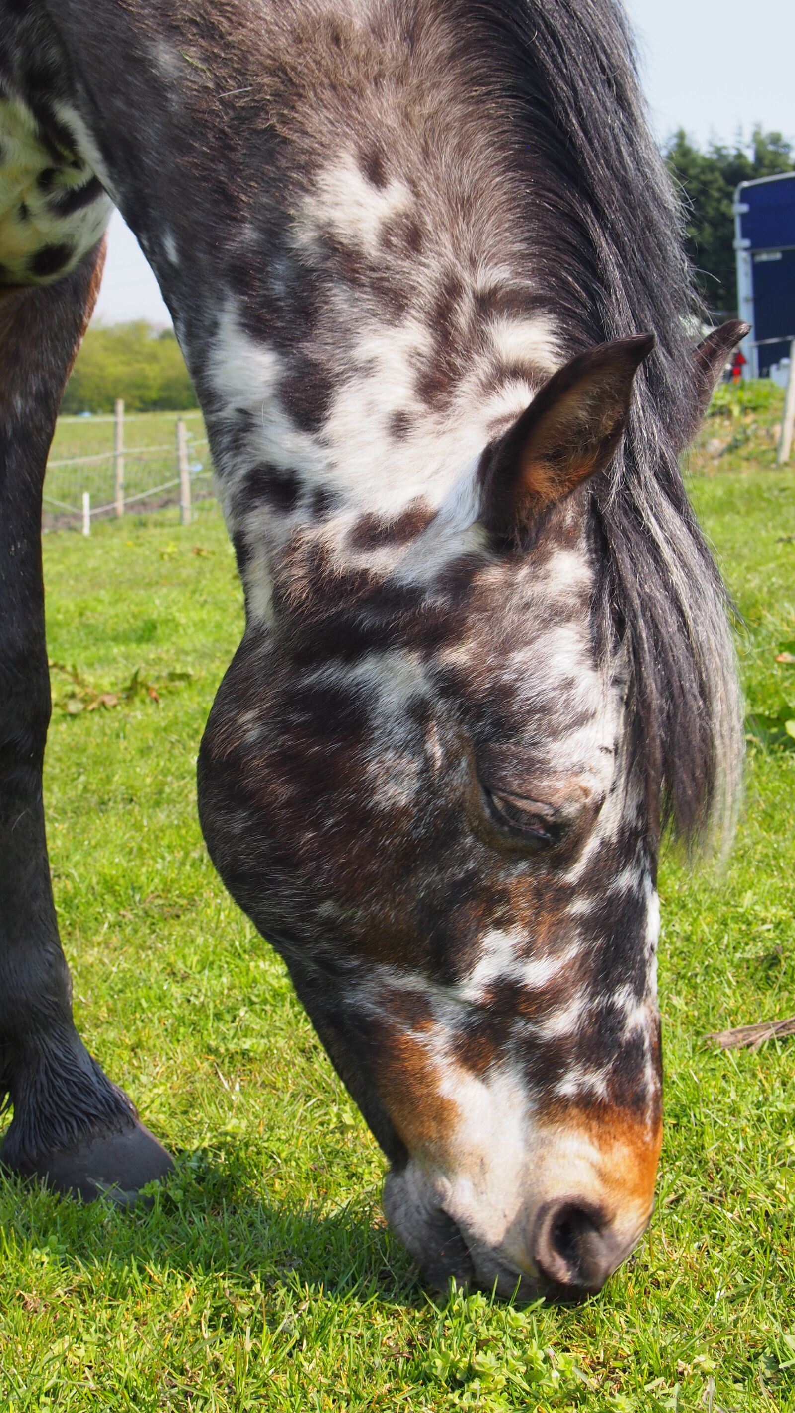 Olympus PEN E-PL5 sample photo. Spotty, spotted, horse photography