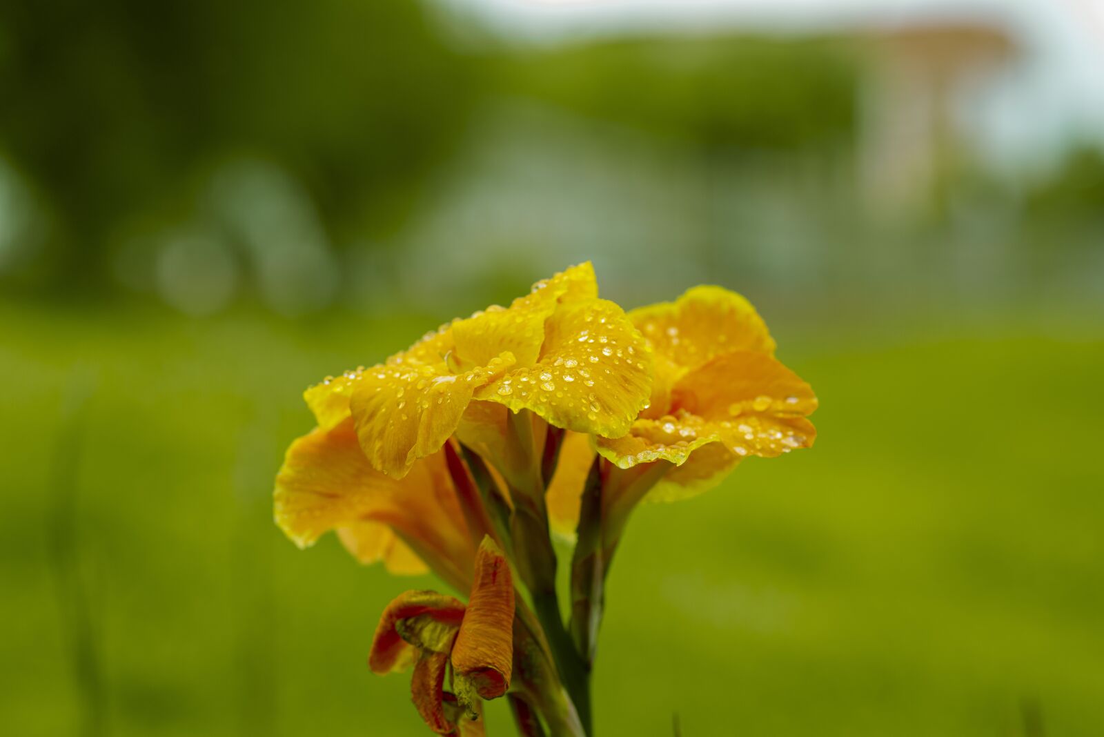 Nikon D600 sample photo. Flower, nature, spring photography