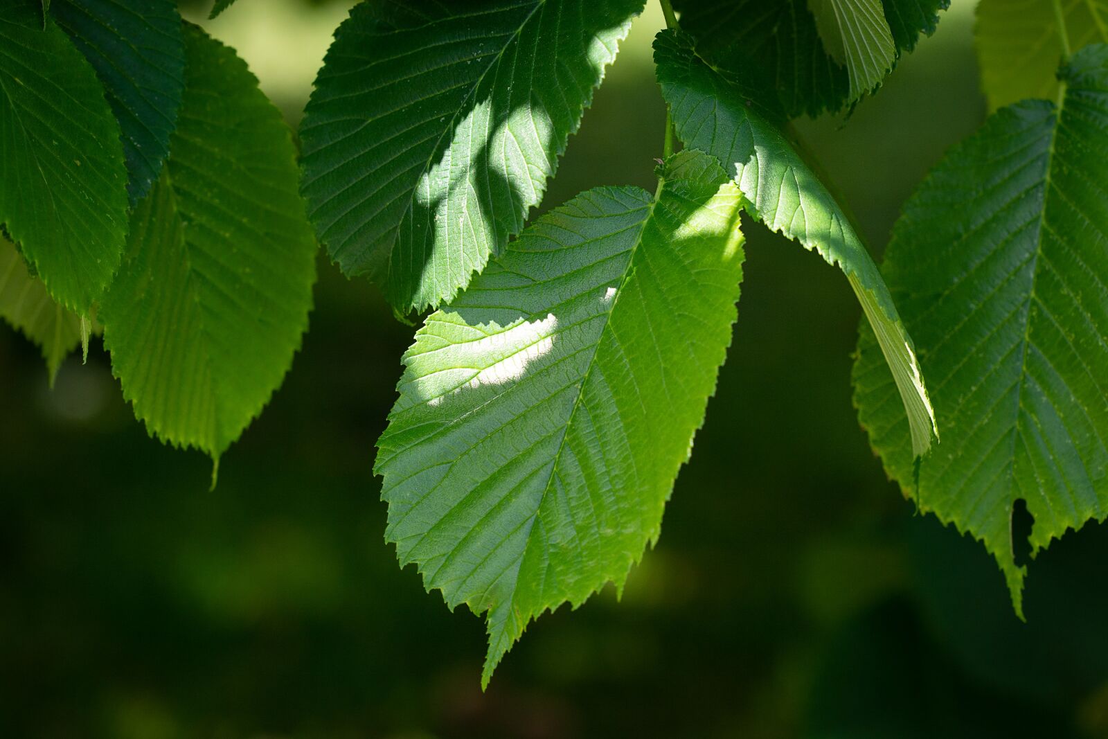 Nikon D7100 sample photo. Leaves, green, elm photography