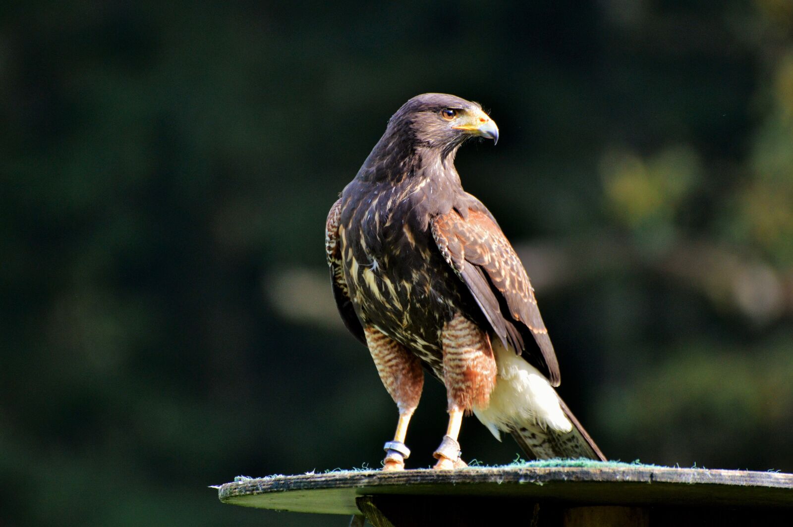 Nikon D3200 sample photo. Peregrine falcon, falcon, bird photography