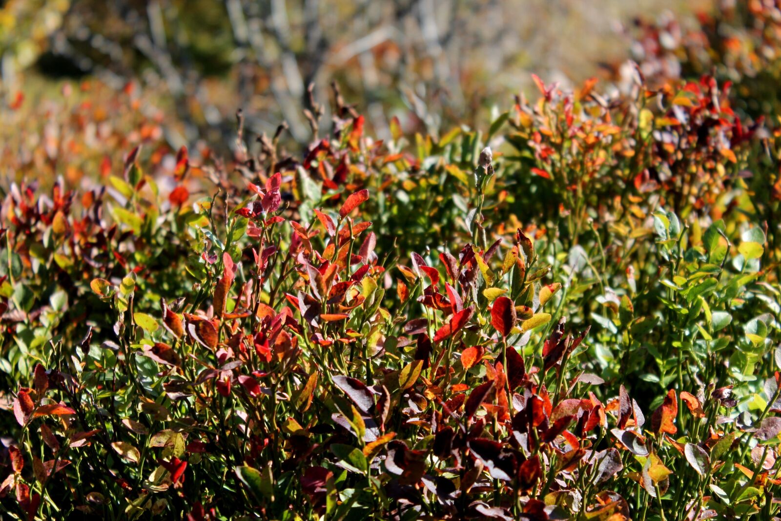 Canon EOS 1100D (EOS Rebel T3 / EOS Kiss X50) sample photo. Bilberry, bieszczady, plants photography
