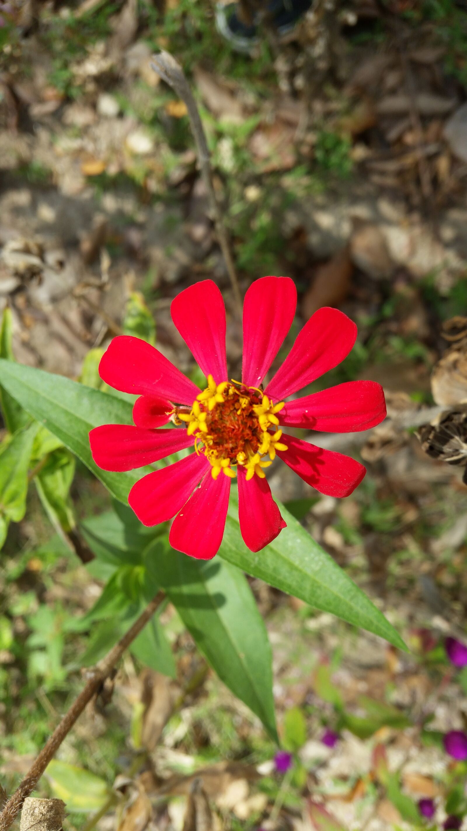 Samsung Galaxy S5 sample photo. Flower, flowers, red flowers photography
