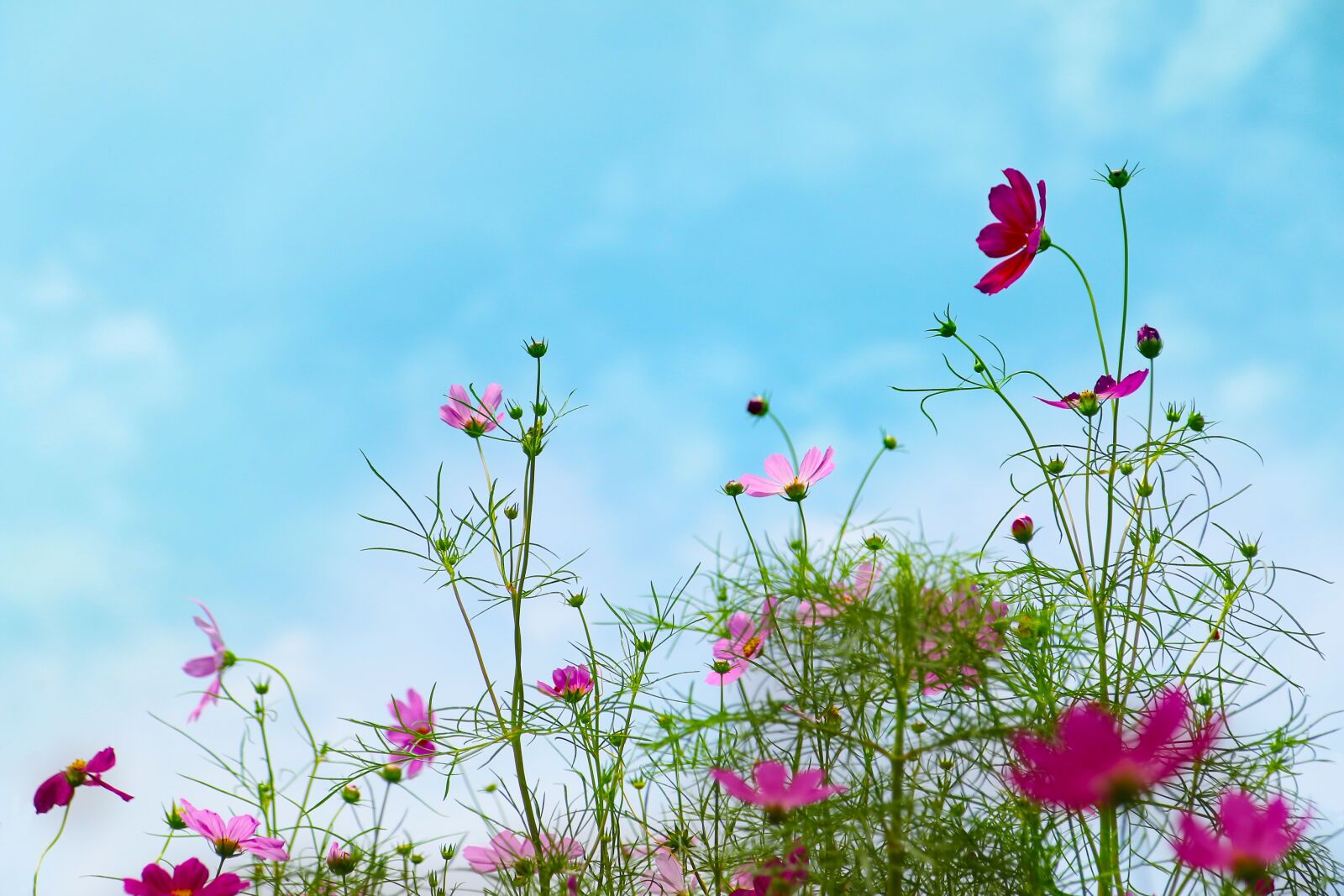 Canon EOS 70D sample photo. Cosmos, autumn, sky photography
