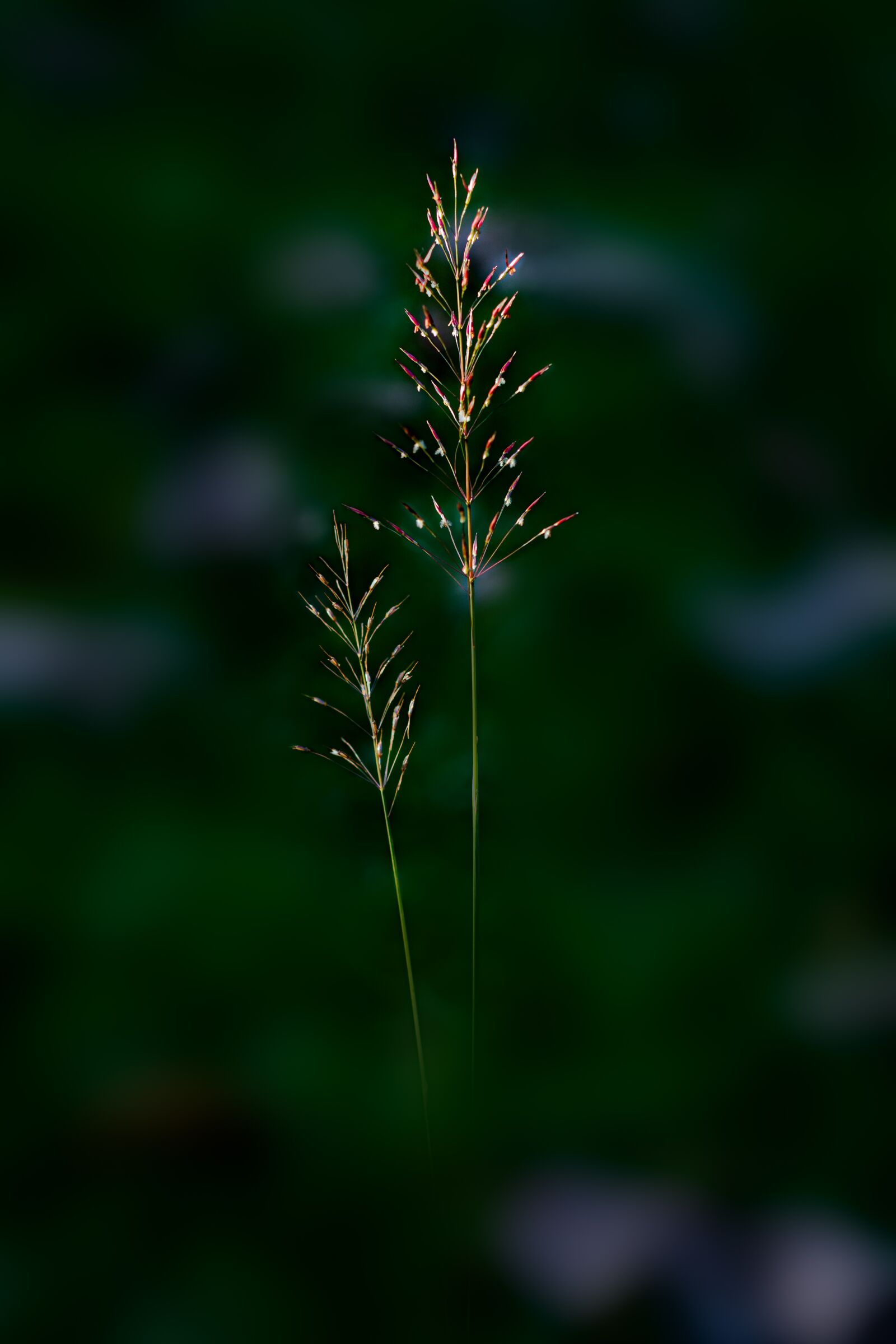 Nikon D500 sample photo. Grass, needle grass, nature photography