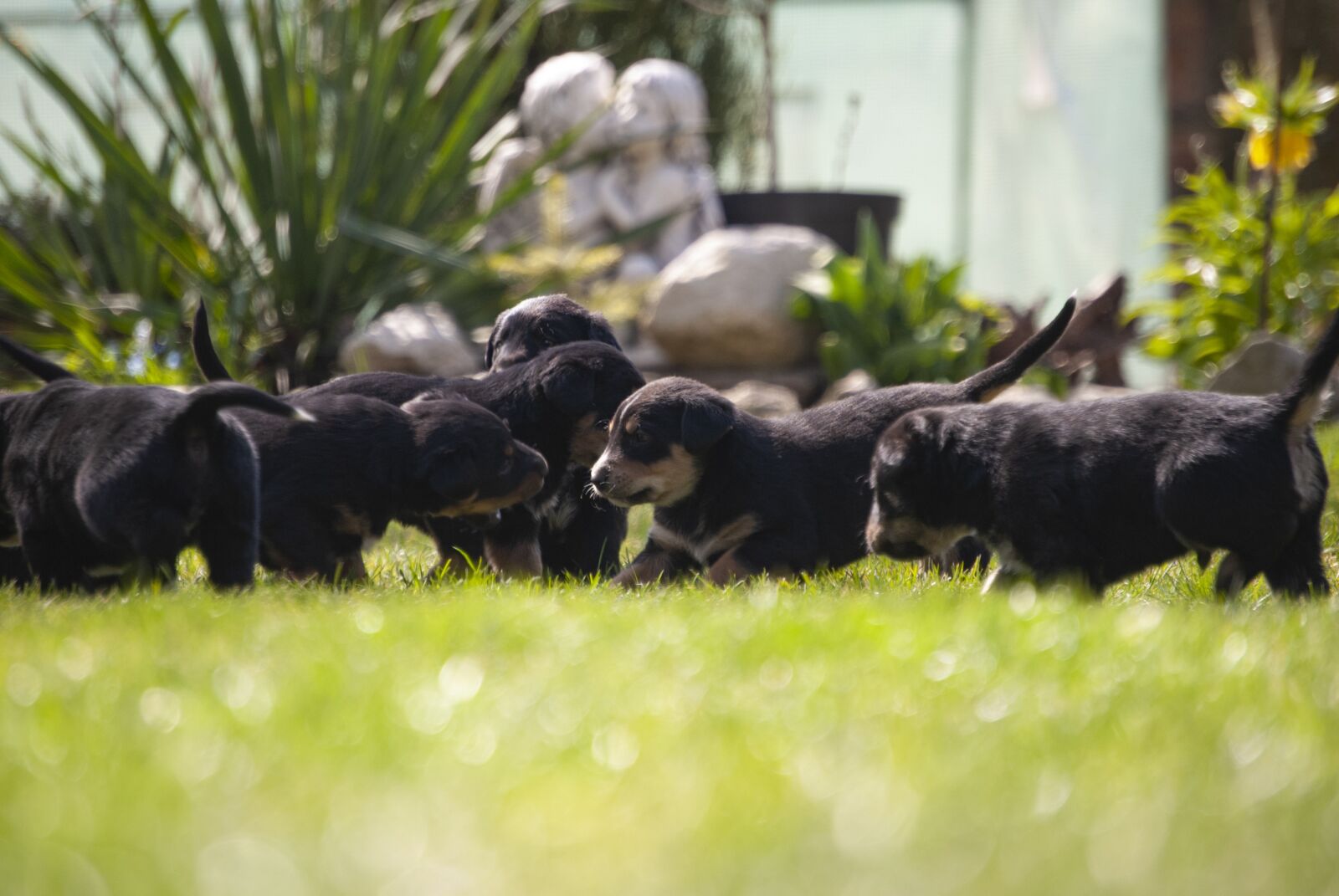 Nikon D60 sample photo. Doggy, puppy, dog photography
