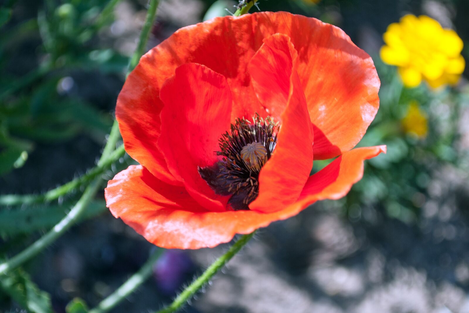 Nikon D3000 sample photo. Poppy, flower, red photography