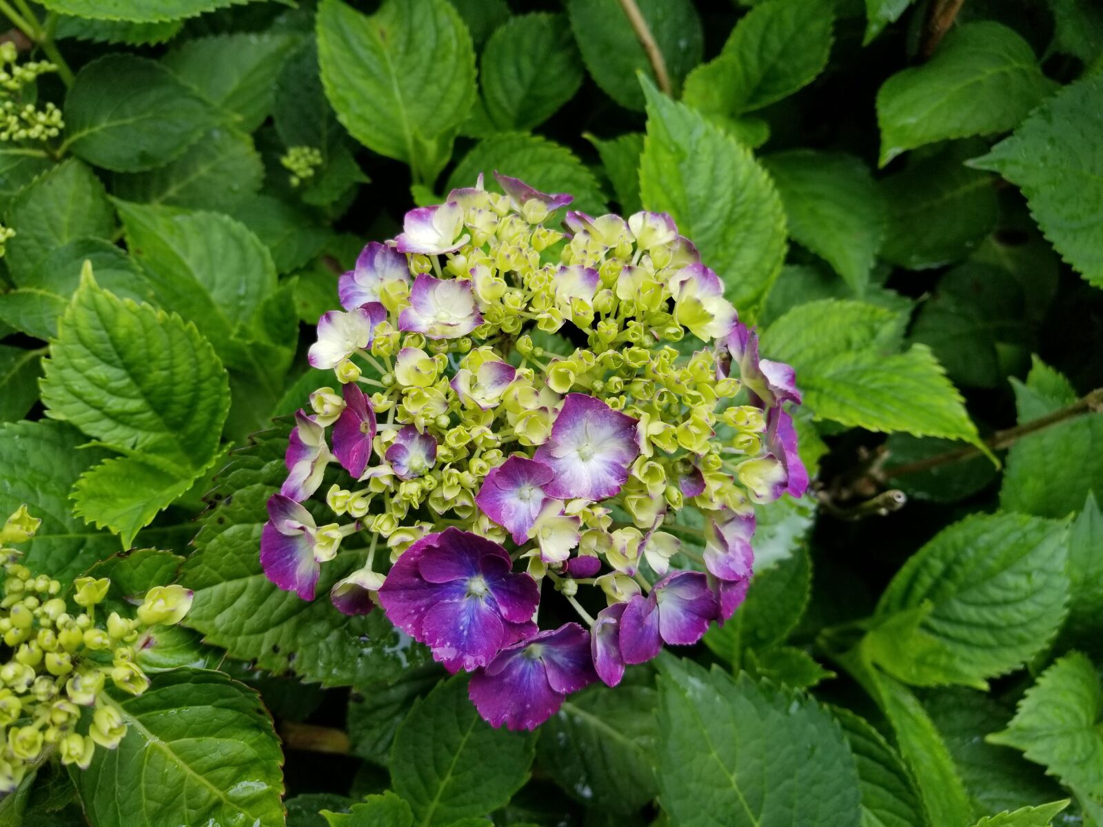 Samsung Galaxy S8 sample photo. Purple, blue, cream photography