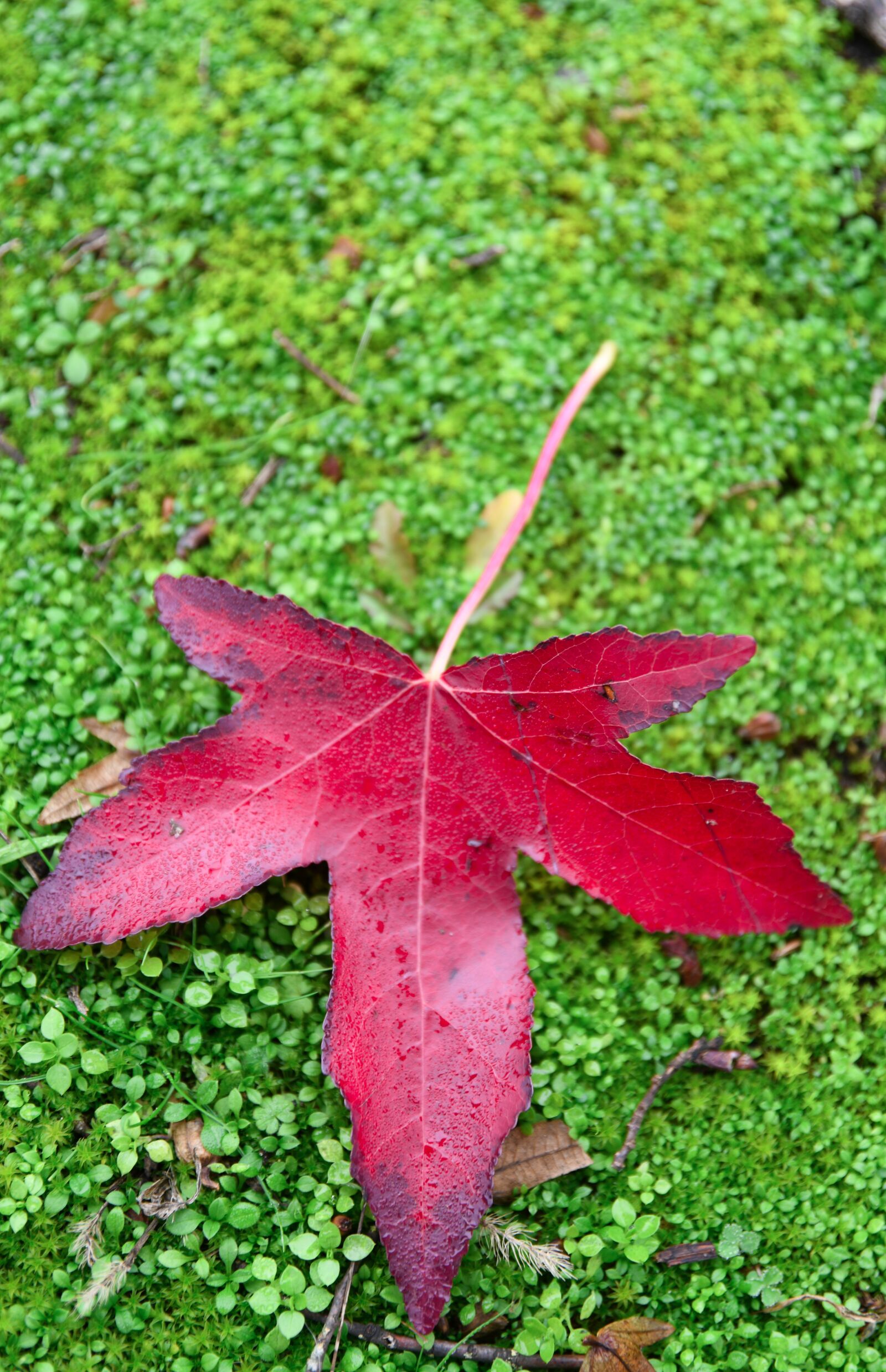 Nikon D850 sample photo. Maple leaf, red, autumn photography