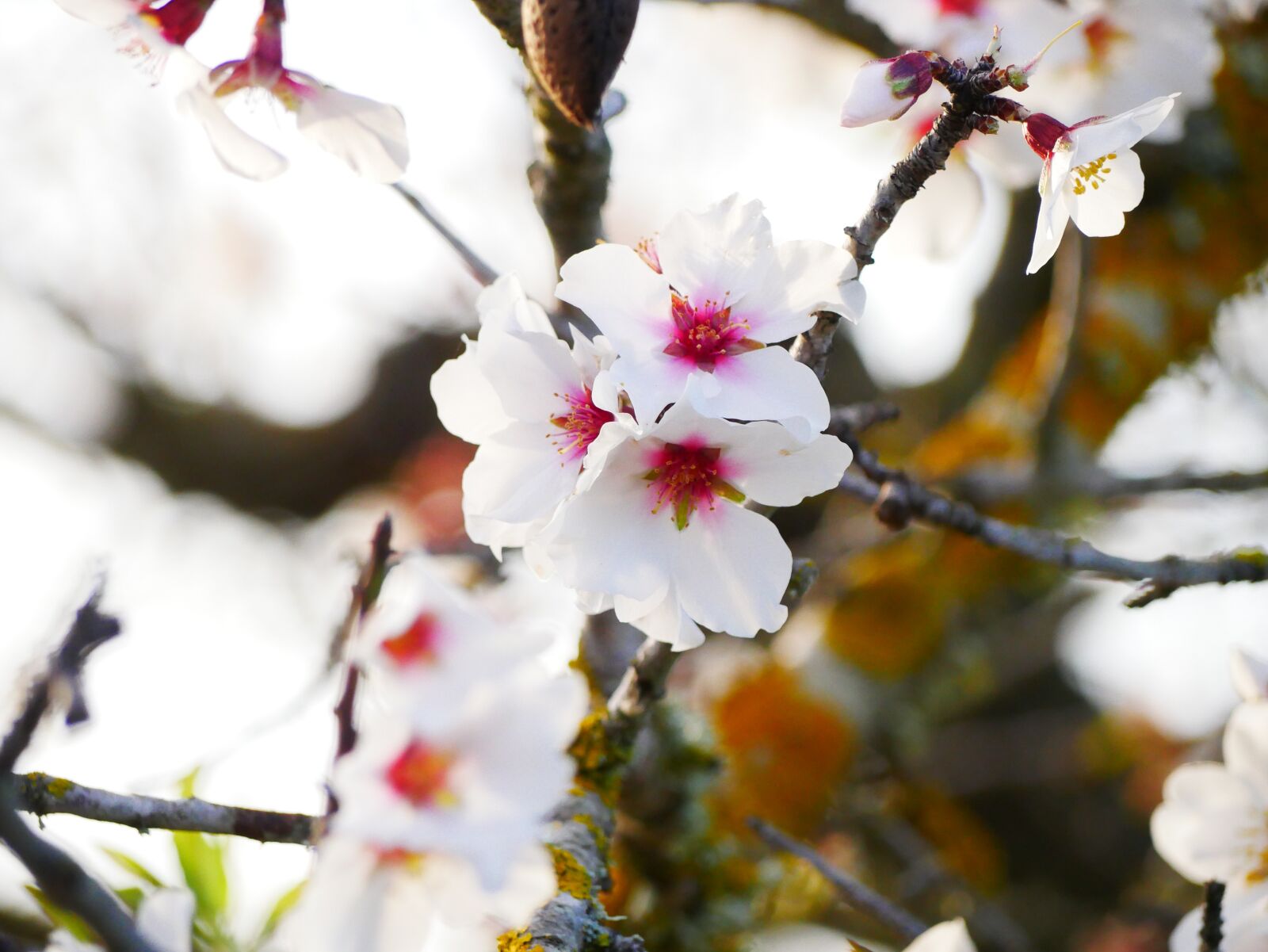 Panasonic Lumix DMC-GX85 (Lumix DMC-GX80 / Lumix DMC-GX7 Mark II) sample photo. Almond blossom, february, almond photography