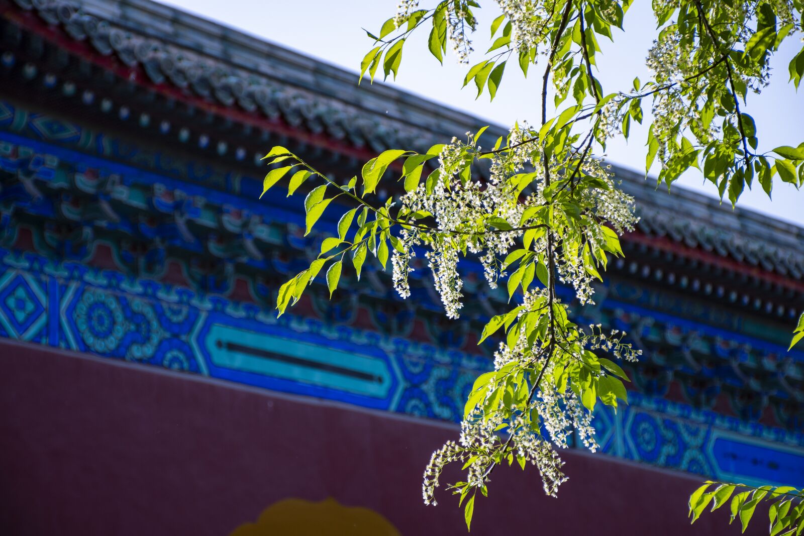 Nikon D7500 sample photo. Building, plant, leaf photography