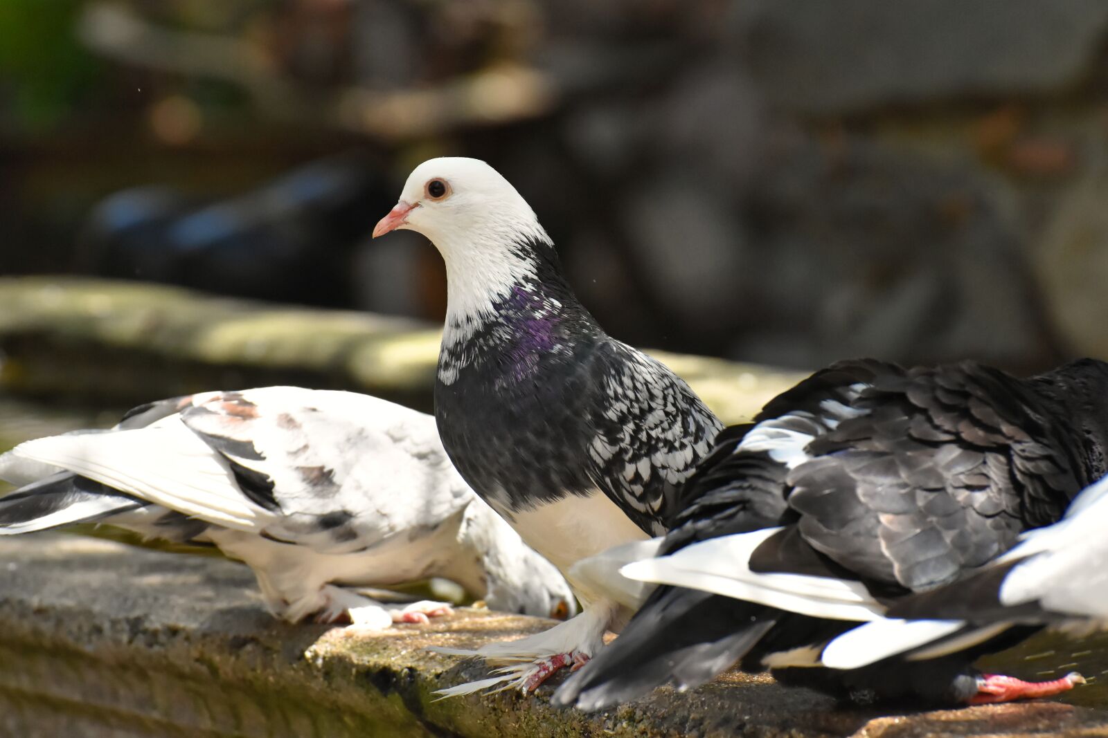 Nikon D7200 sample photo. Pigeons, various, watering hole photography