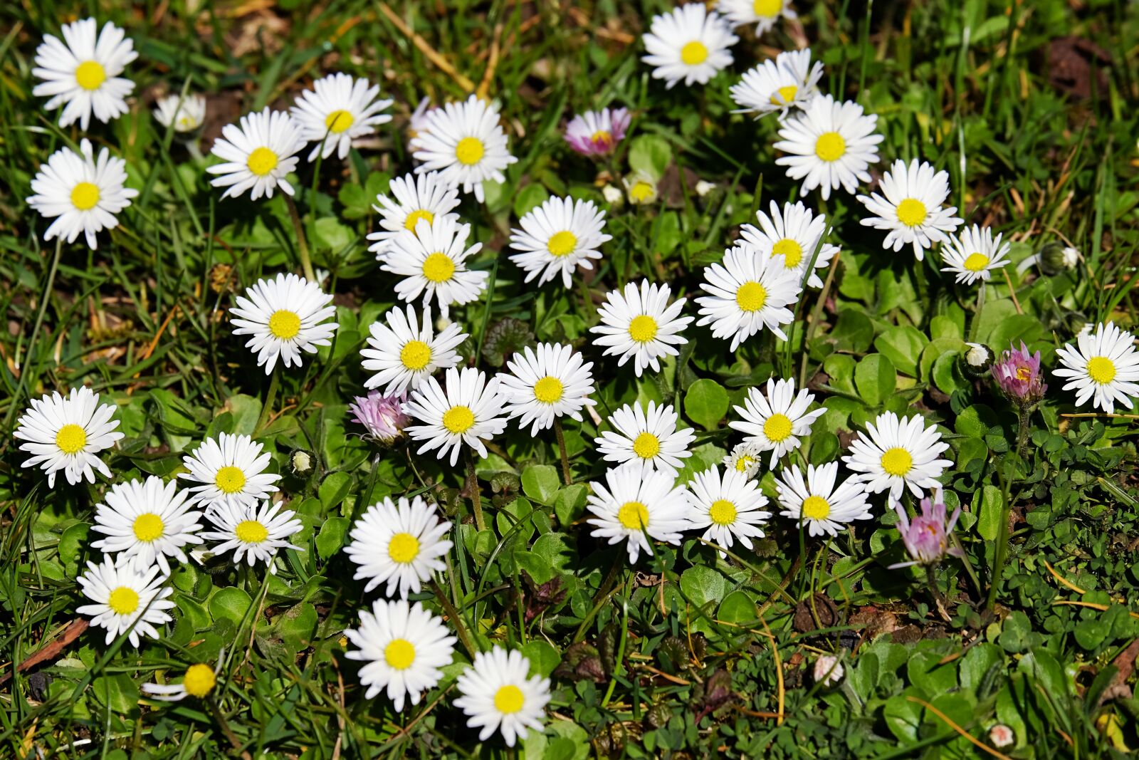 Fujifilm XF 55-200mm F3.5-4.8 R LM OIS sample photo. Daisy, bellis, tausendschön photography