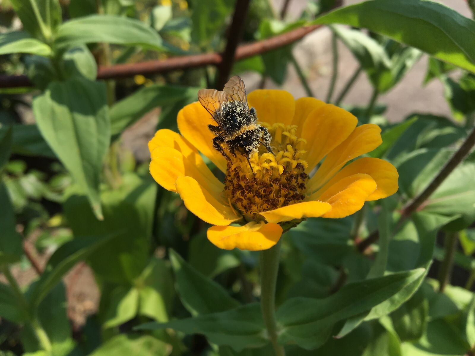 Apple iPhone 6s sample photo. Hummel, flower, summer photography