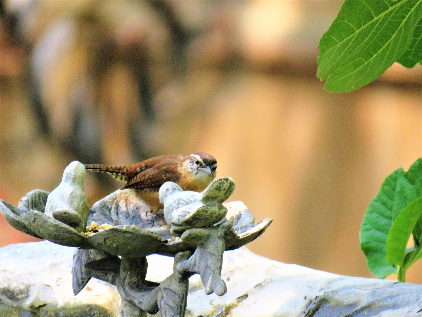 Canon PowerShot SX60 HS sample photo. Bird, tiny, brown and photography