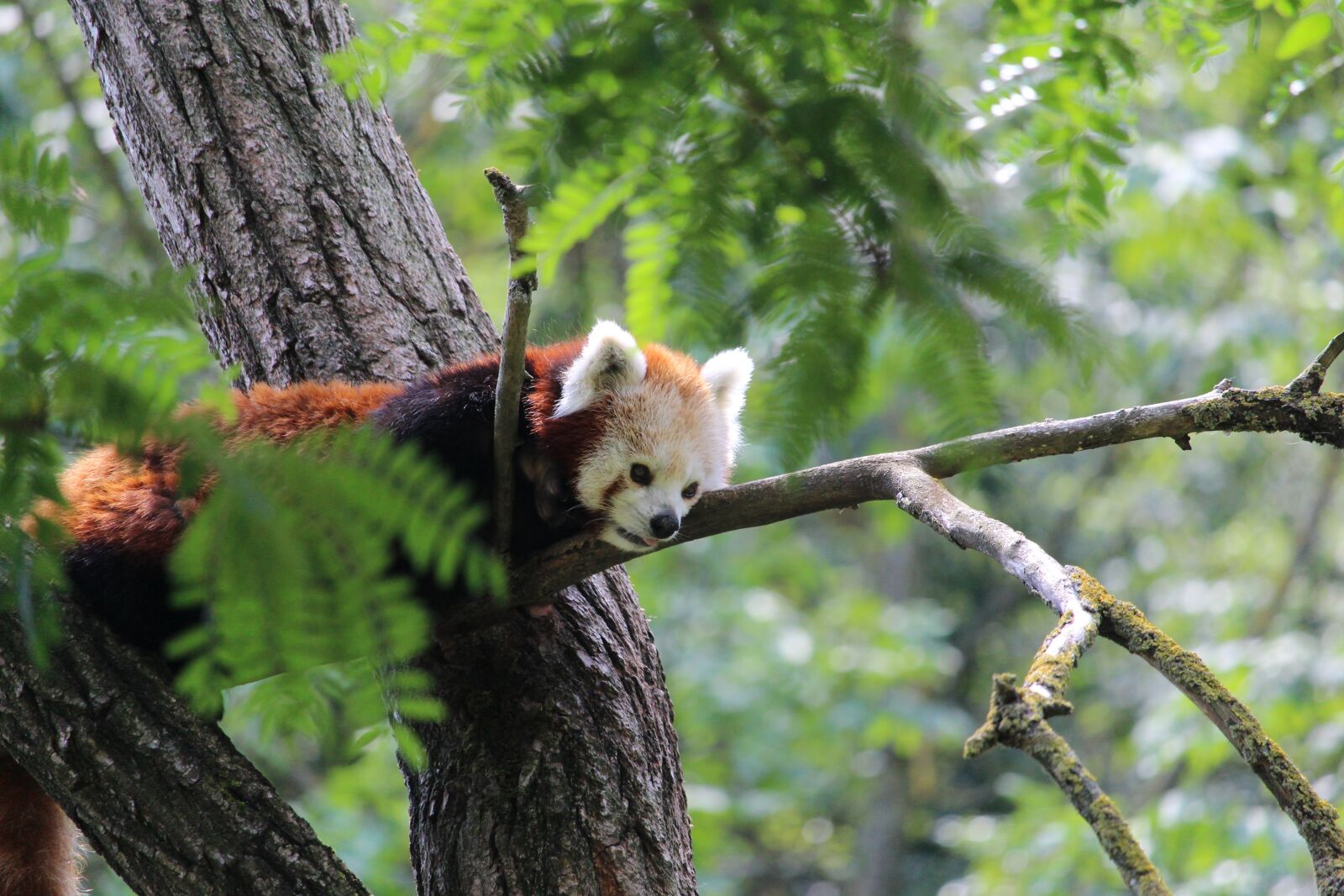 Canon EF-S 55-250mm F4-5.6 IS STM sample photo. Red panda, panda, animal photography