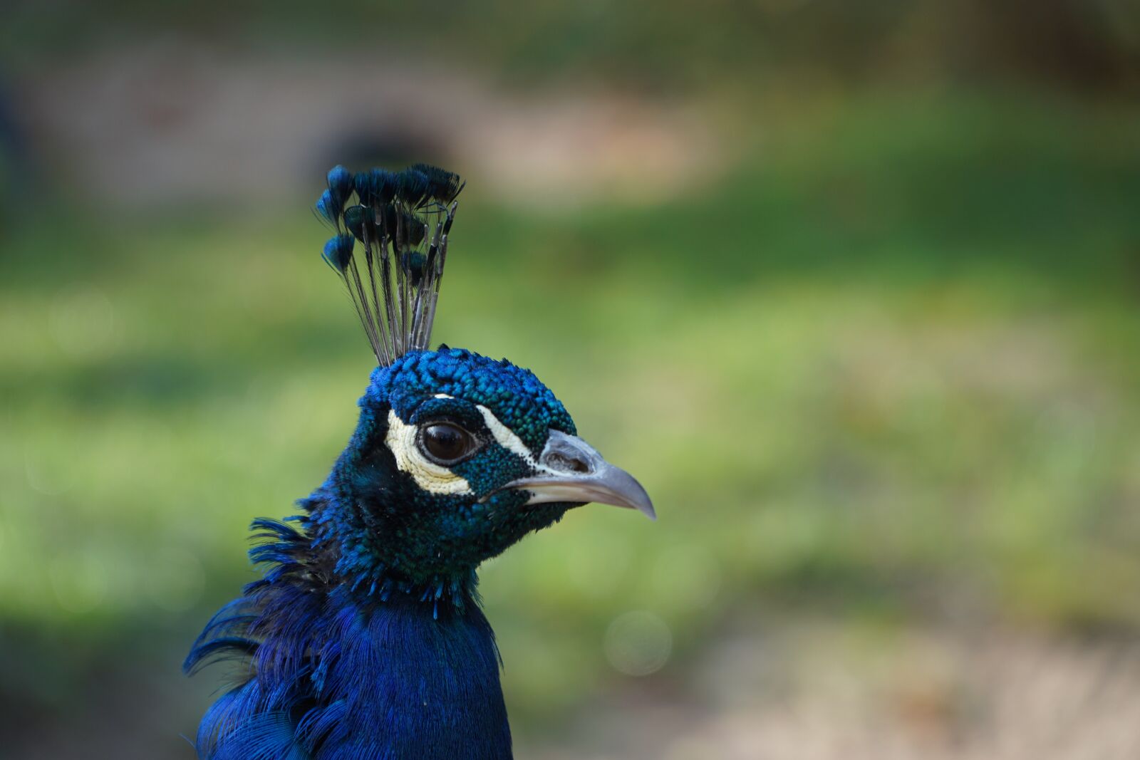 Sony a6000 sample photo. Peacock, males, animal photography