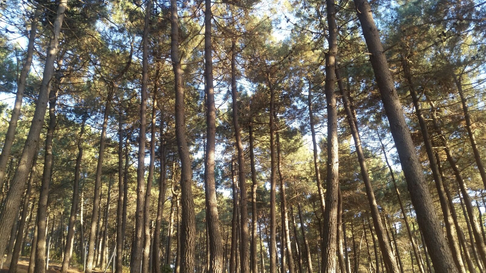 Samsung Galaxy S5 sample photo. Forest, tree, tall trees photography
