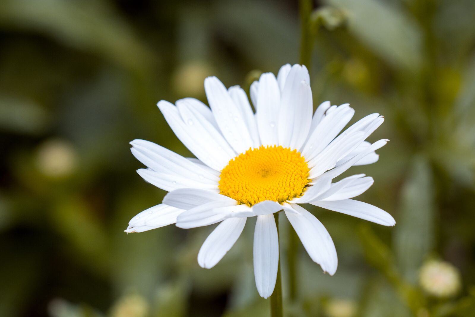 Nikon D7100 sample photo. Marguerite, leucanthemum, composites photography