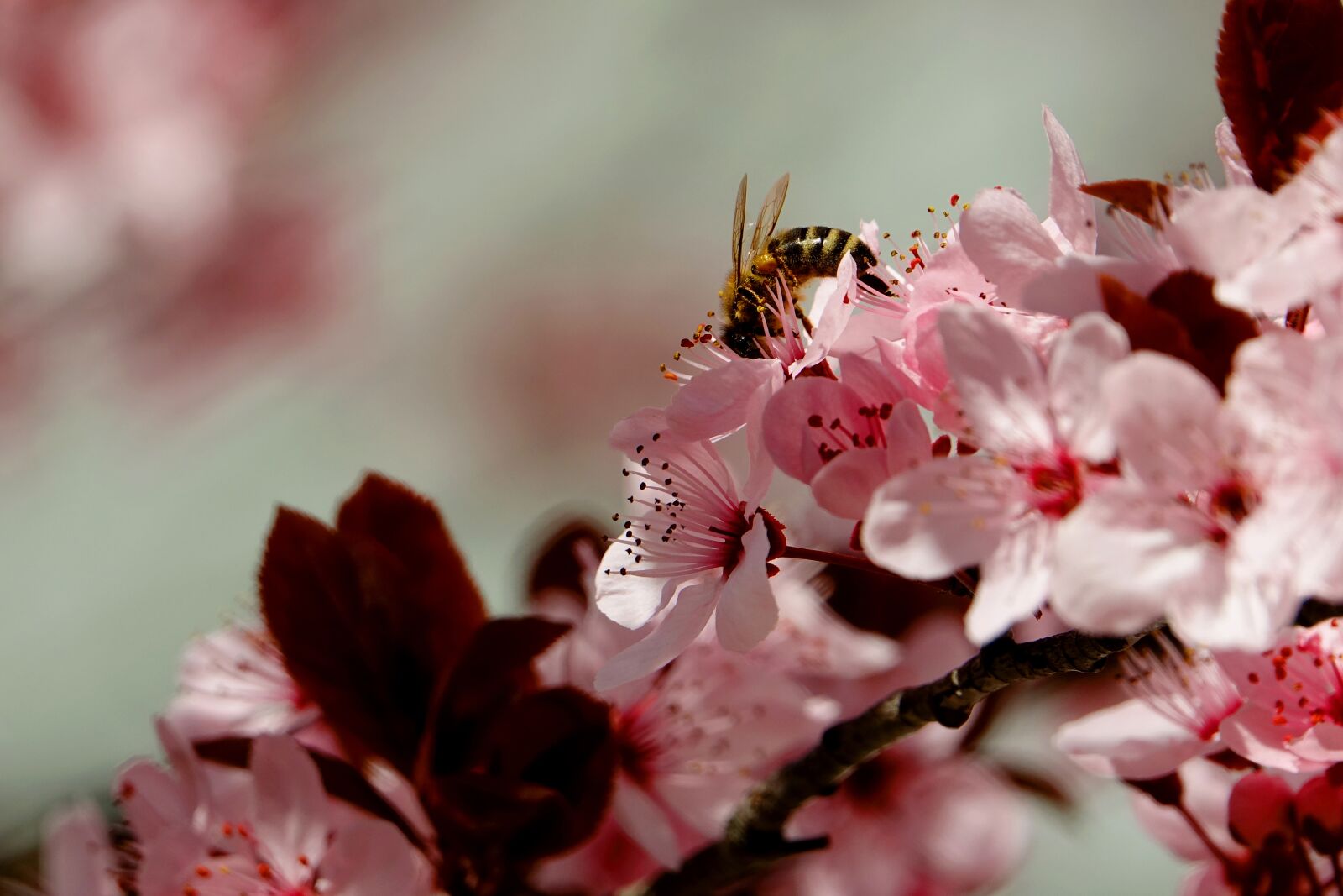 Sony Cyber-shot DSC-RX10 III sample photo. Blossom, bee, spring photography