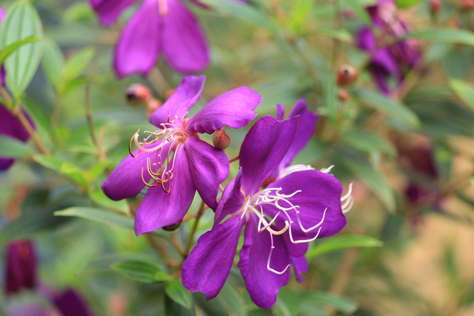Canon EOS 1200D (EOS Rebel T5 / EOS Kiss X70 / EOS Hi) sample photo. Purple, flowers, bloom photography