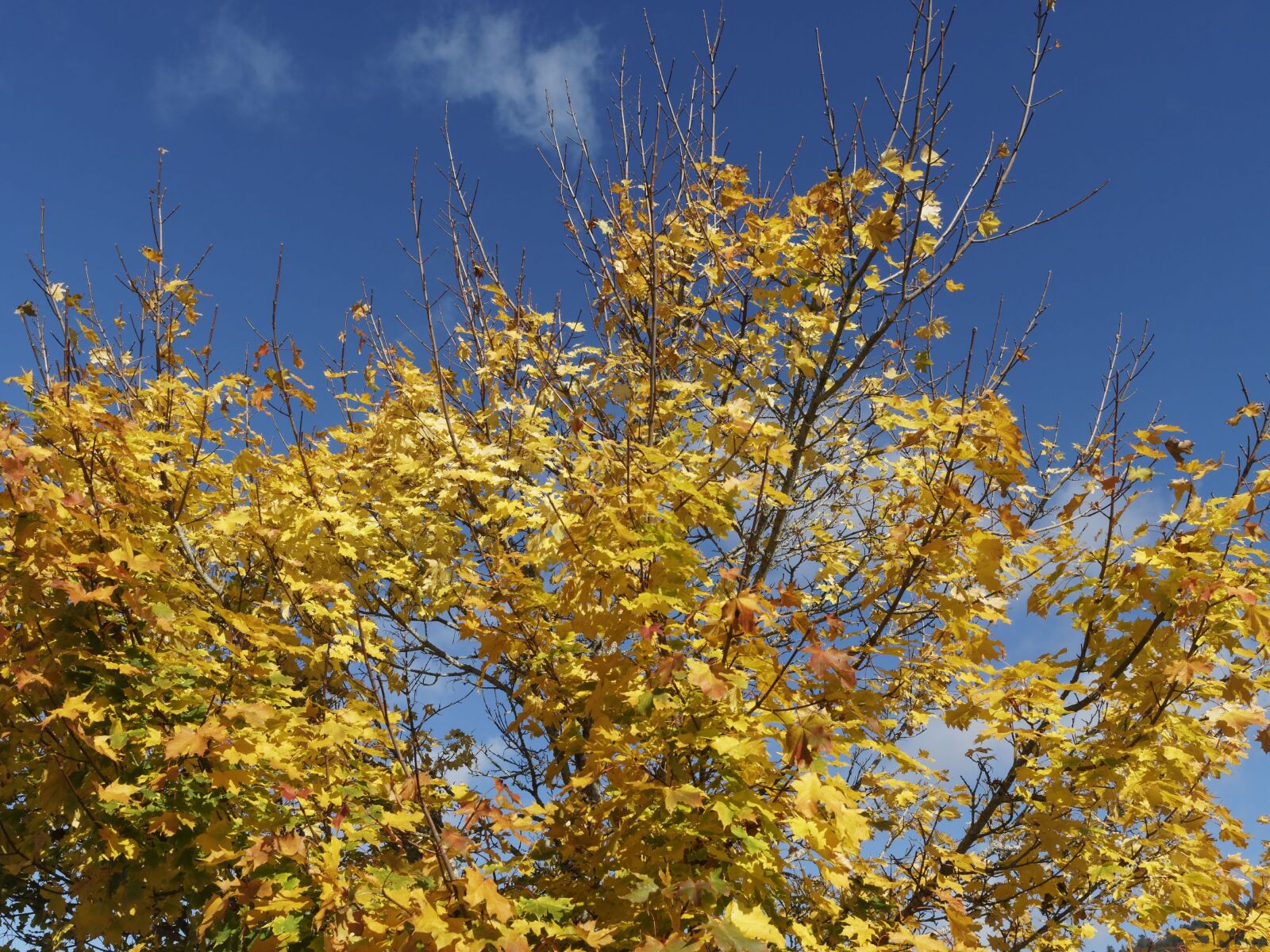 Olympus OM-D E-M1 + Olympus M.Zuiko Digital ED 12-40mm F2.8 Pro sample photo. Fall, trees, autumn leaves photography