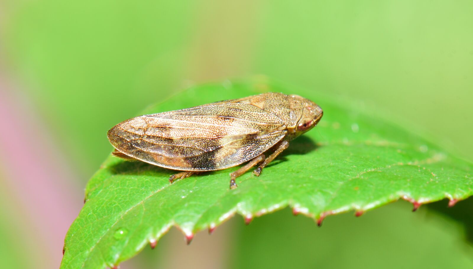 Nikon D5300 sample photo. Insect, strange insect, macro photography