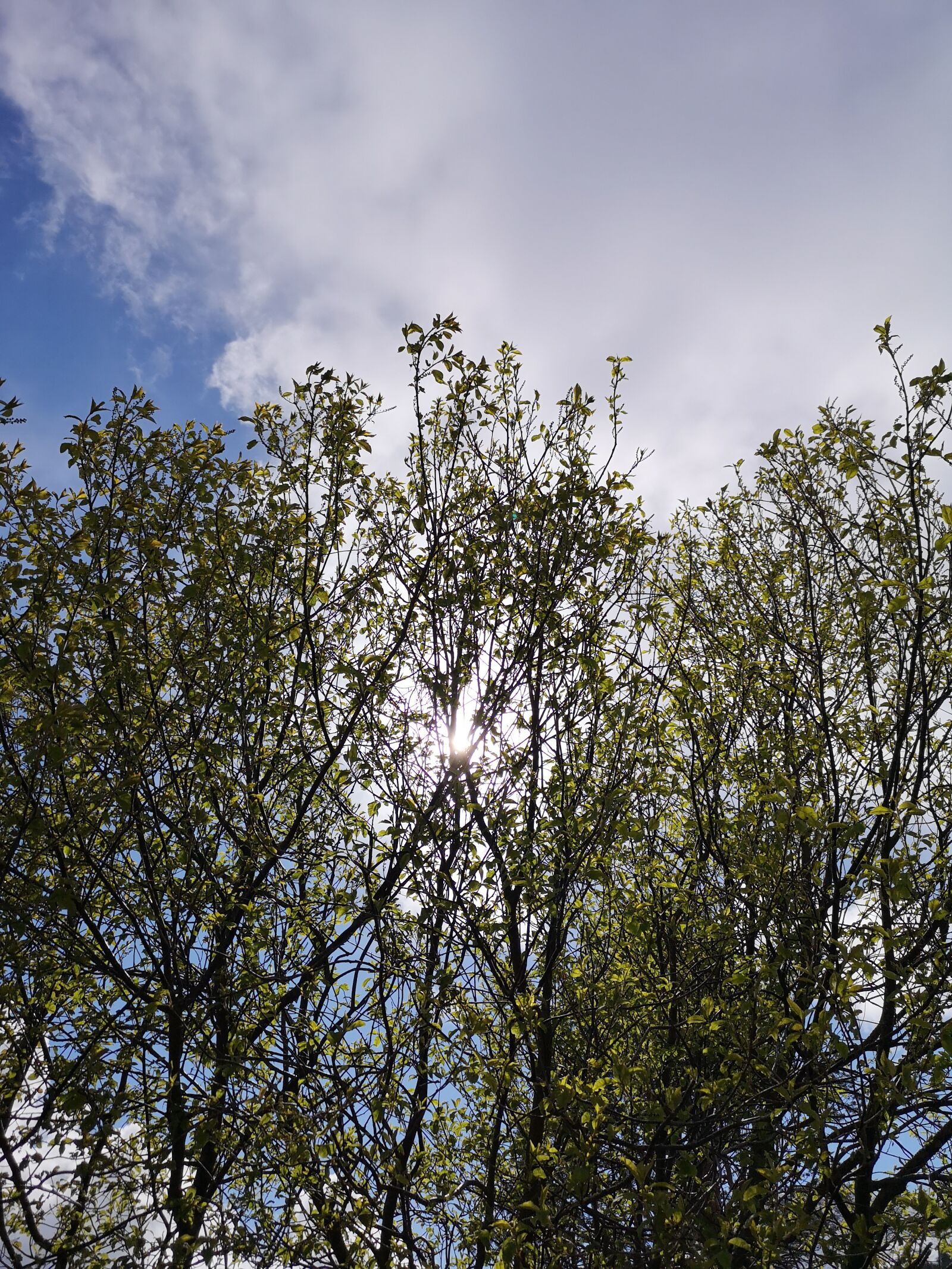 HUAWEI CLT-L29 sample photo. Sun, leaves, tree photography