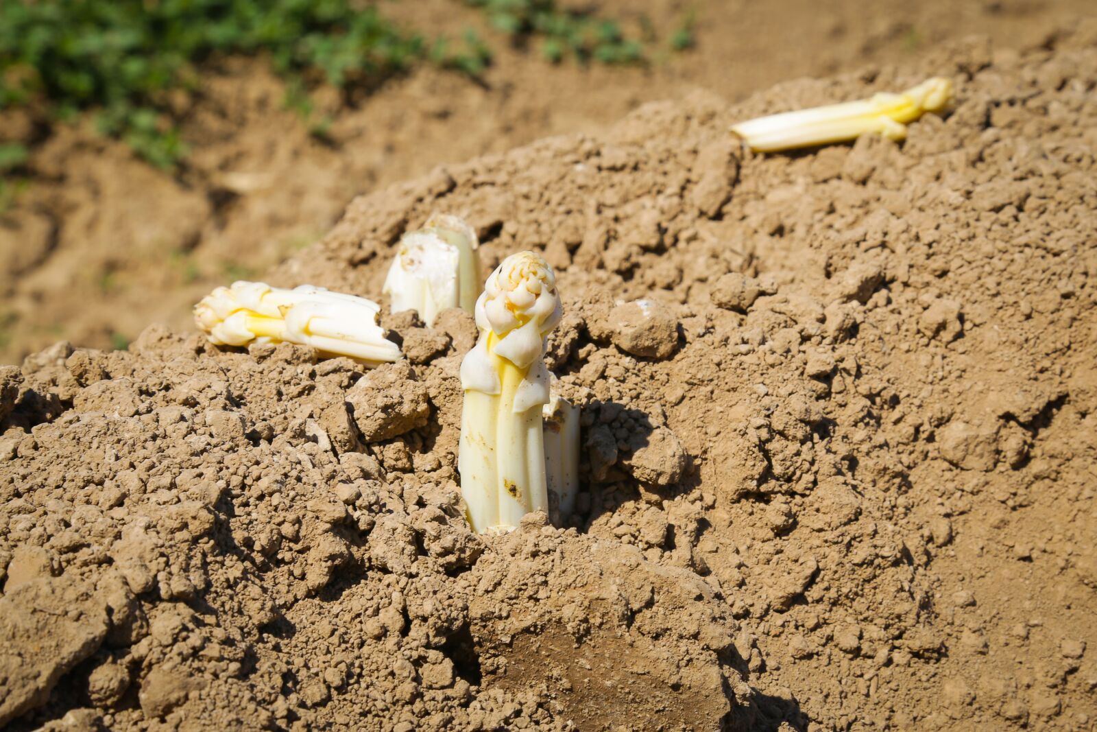Canon EF 24-105mm F4L IS USM sample photo. Asparagus, vegetables, asparagus time photography