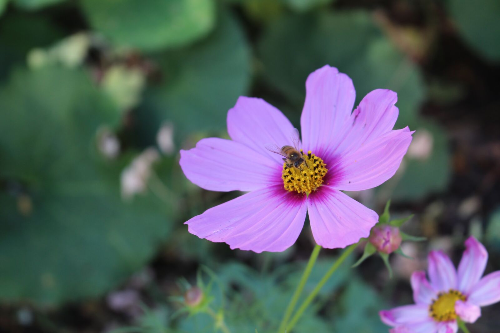Canon EOS 700D (EOS Rebel T5i / EOS Kiss X7i) sample photo. Flower, bee, summer photography