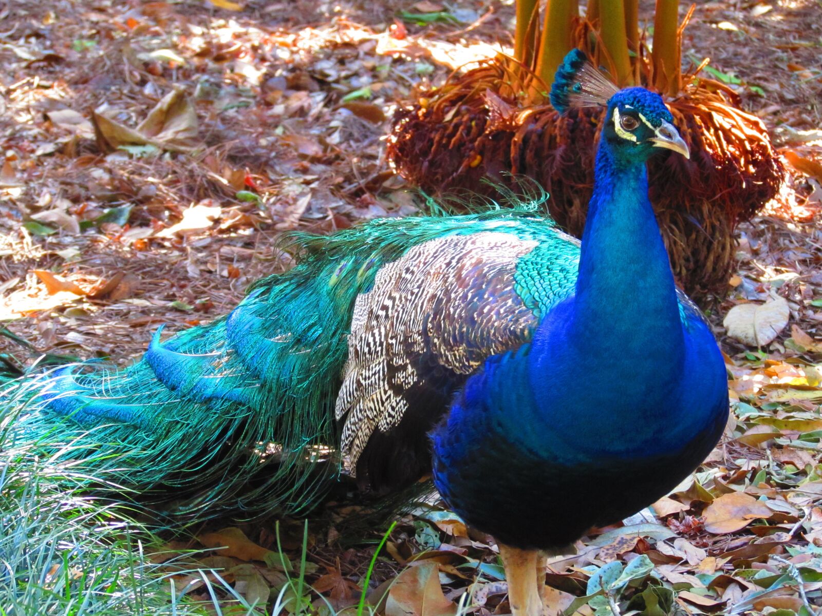 Canon PowerShot SX510 HS sample photo. Peacock, bird, blue photography