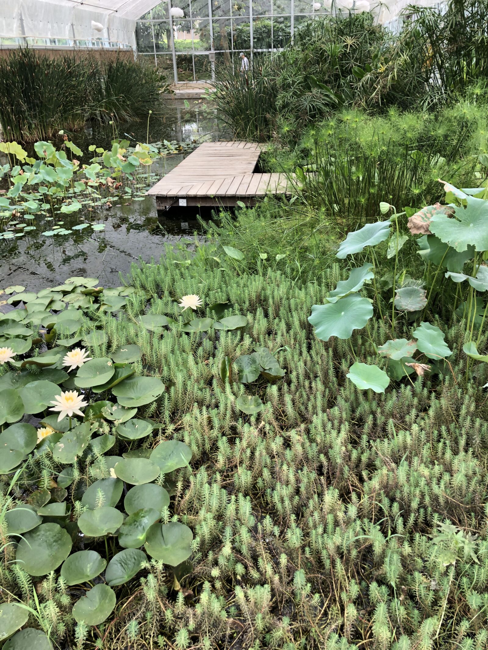 iPhone 8 back camera 3.99mm f/1.8 sample photo. Jiangnan, green plants, cure photography