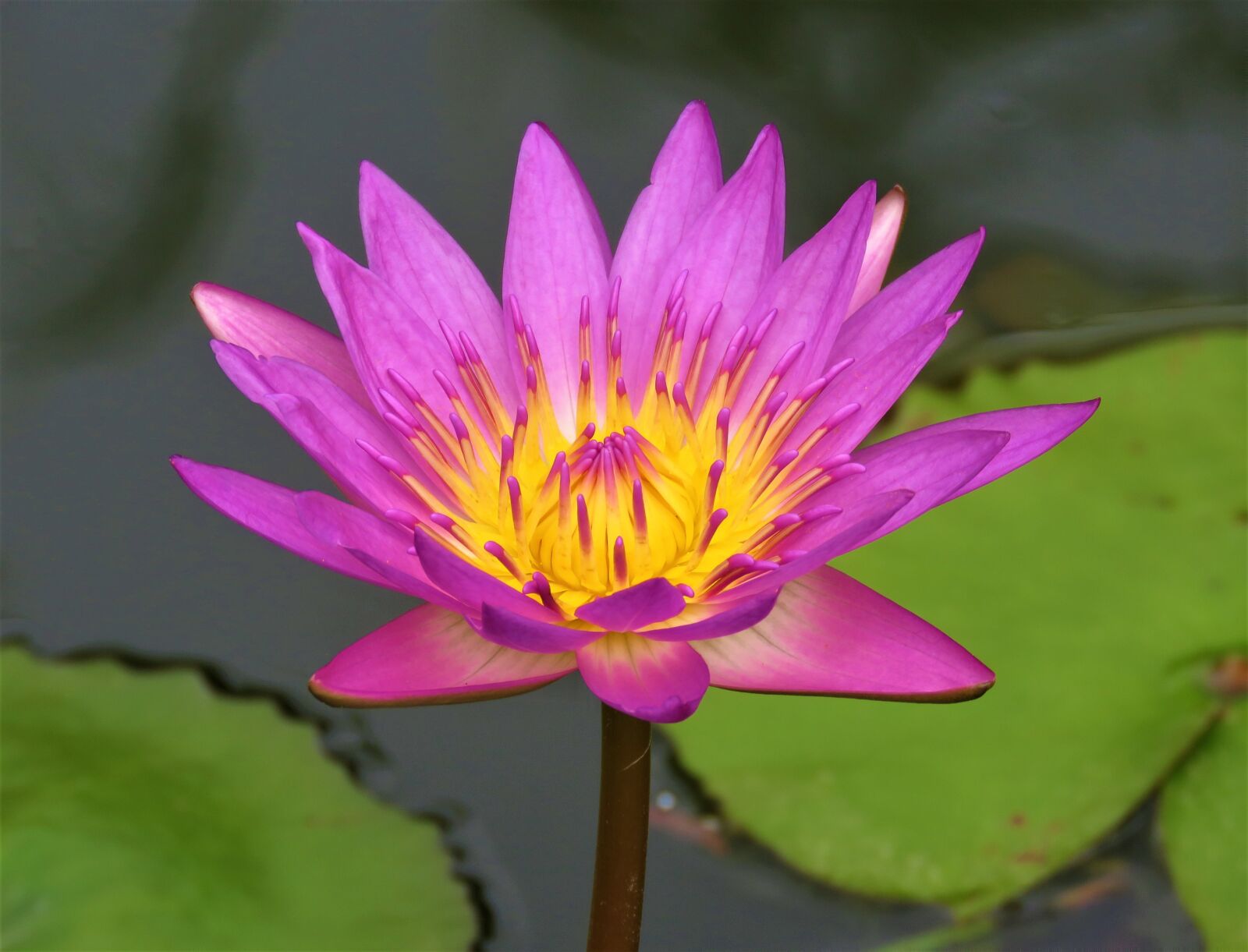 Canon PowerShot SX60 HS sample photo. Lotus, pond, flower photography