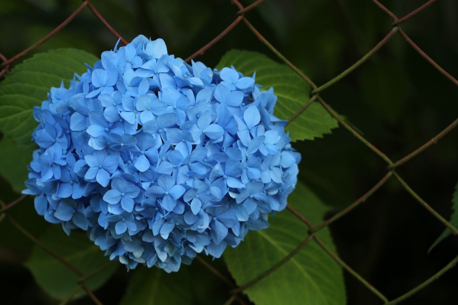 Canon EF 70-300 F4-5.6 IS II USM sample photo. Blue hydrangea, fence, blooming photography