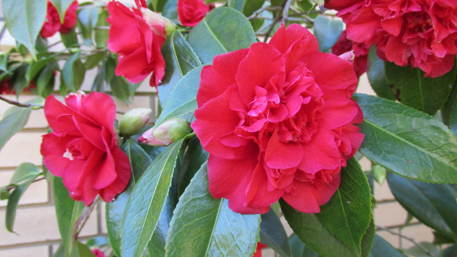 Canon PowerShot SX170 IS sample photo. Camellia, flowers, shrub photography