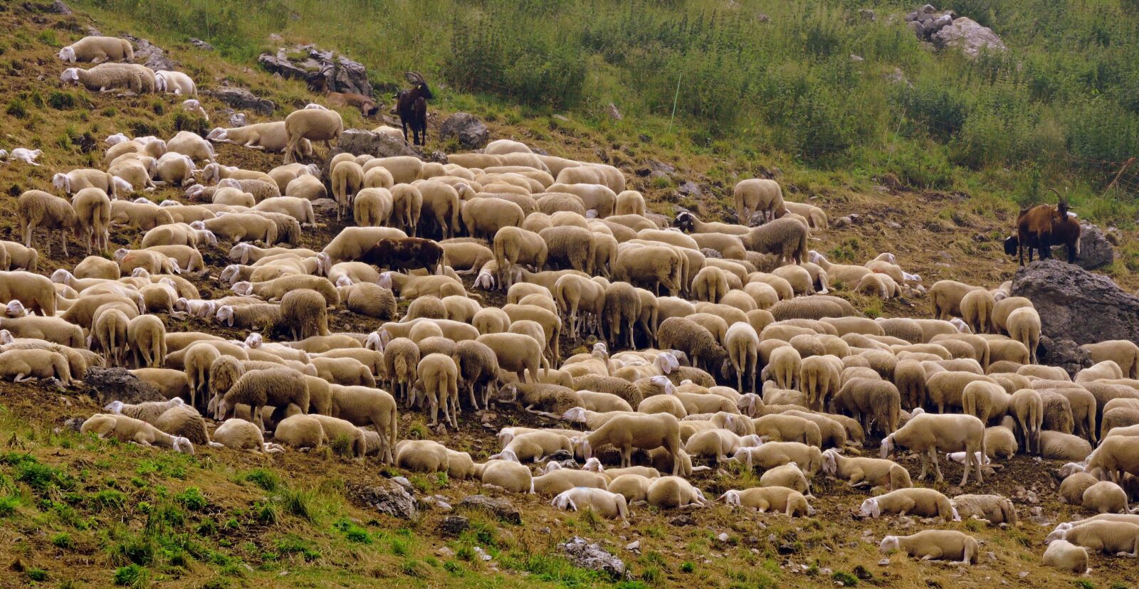 Nikon Coolpix P600 sample photo. Flock, sheep, capra photography