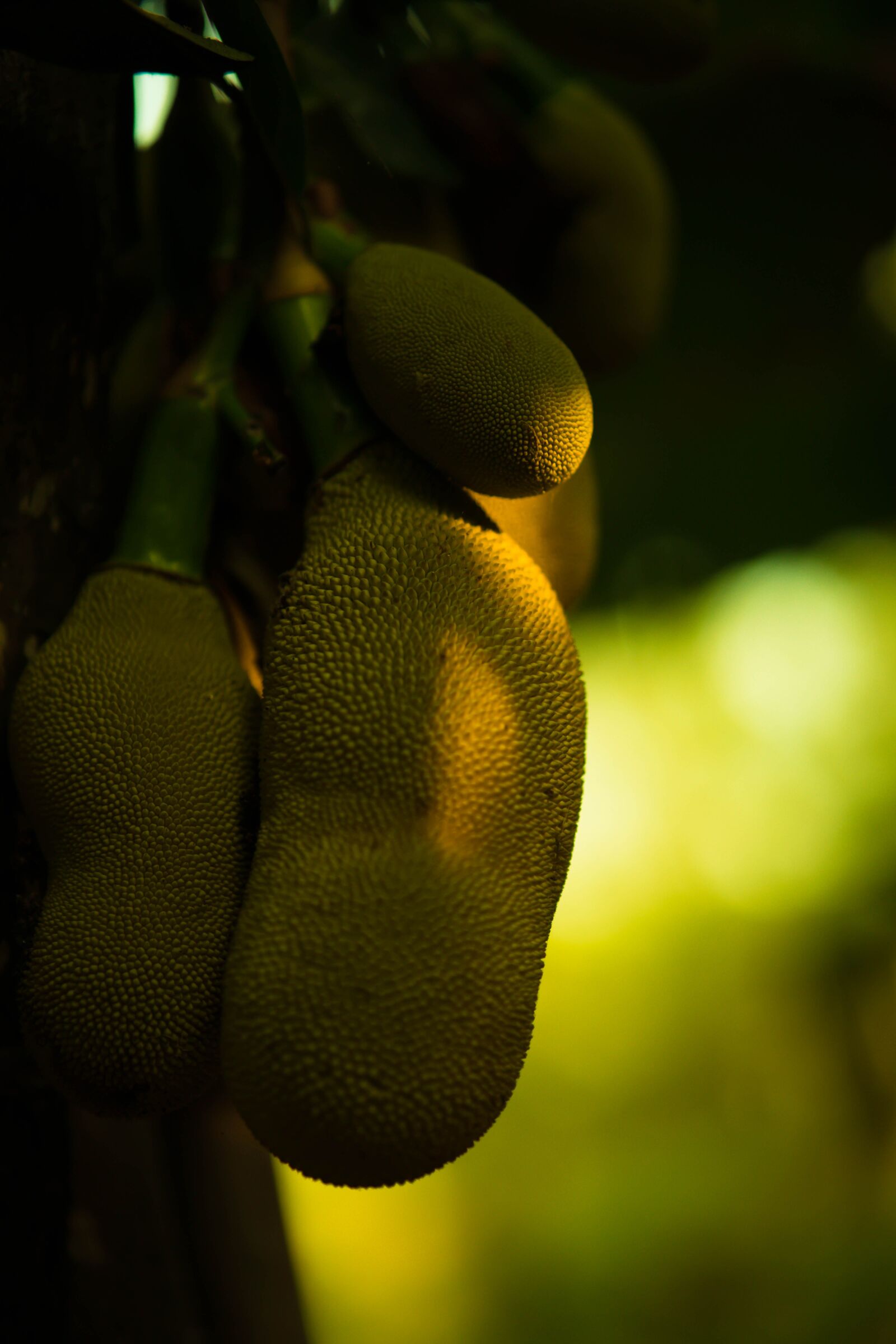 Samyang AF 85mm F1.4 FE sample photo. Jackfruit, green, tree photography