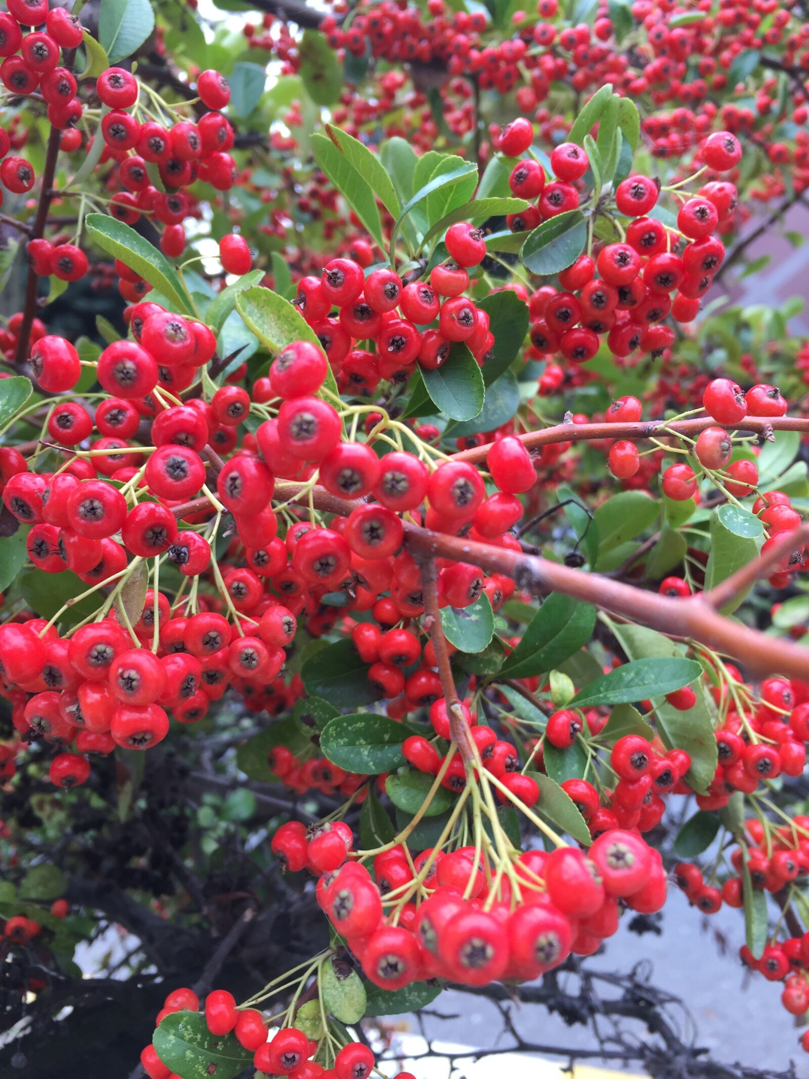 iPhone 6 back camera 4.15mm f/2.2 sample photo. Fruit, autumn, nature photography