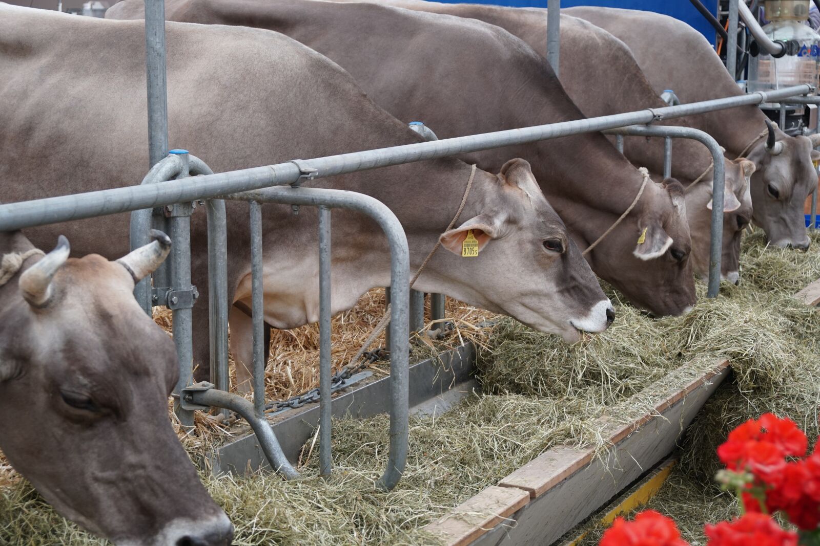 Sony a6500 + Sony Vario-Tessar T* E 16-70mm F4 ZA OSS sample photo. Cow, eat, stall photography
