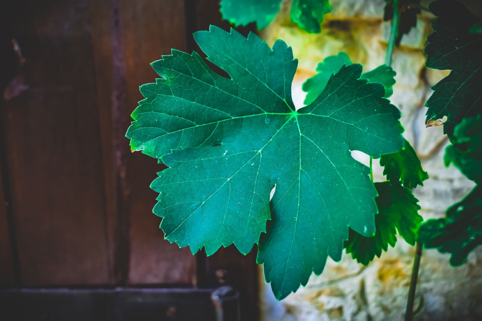 Nikon D3300 sample photo. Arbor, vine, leaf photography