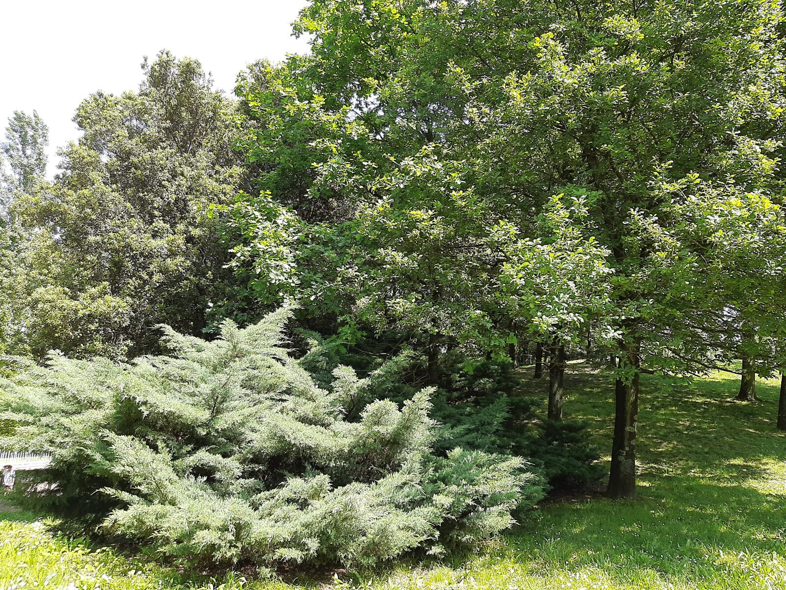 Samsung SM-A307FN sample photo. Forest, tree, nice day photography