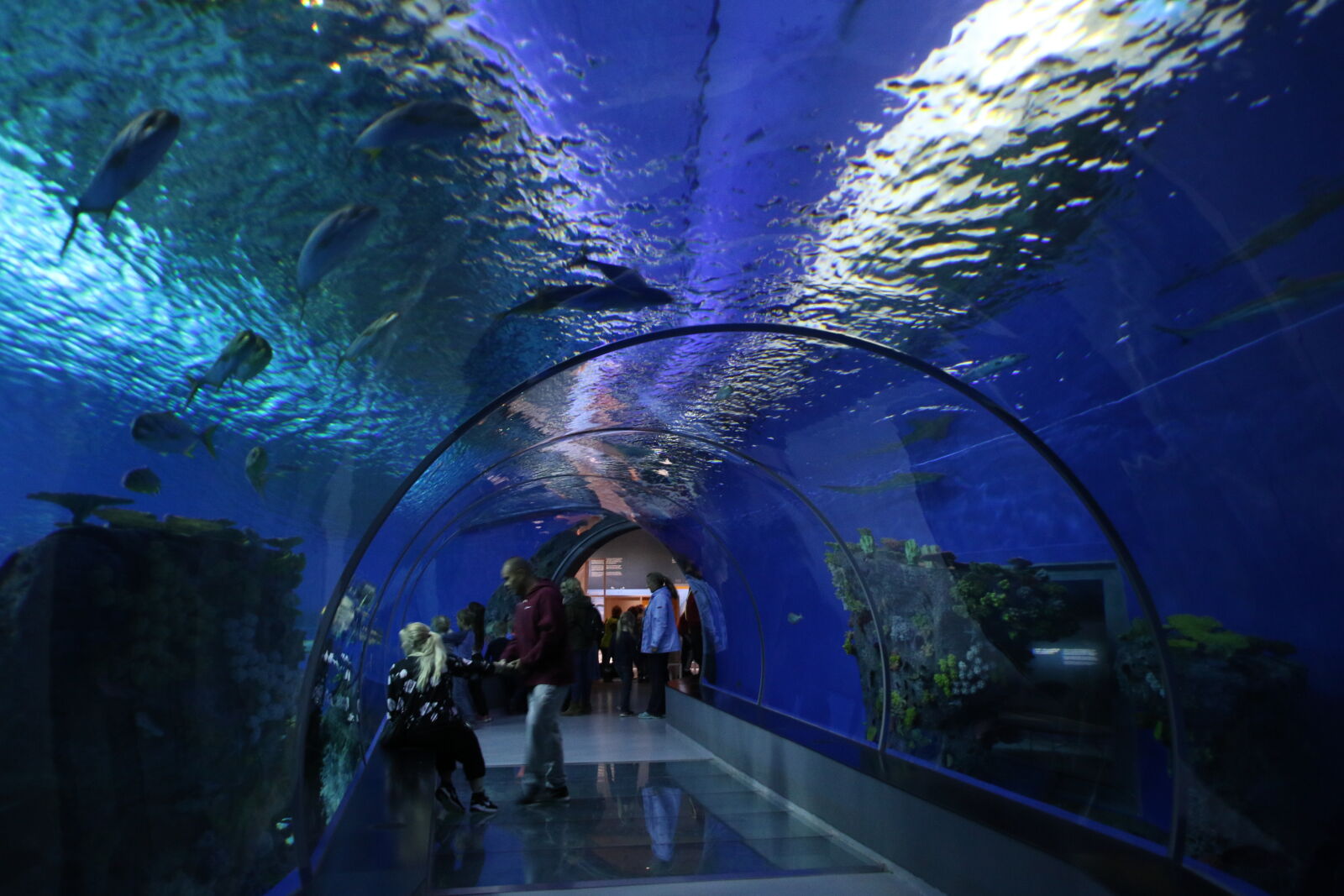 Canon EOS 7D Mark II sample photo. Aquarium, dangerous, fish, glass photography