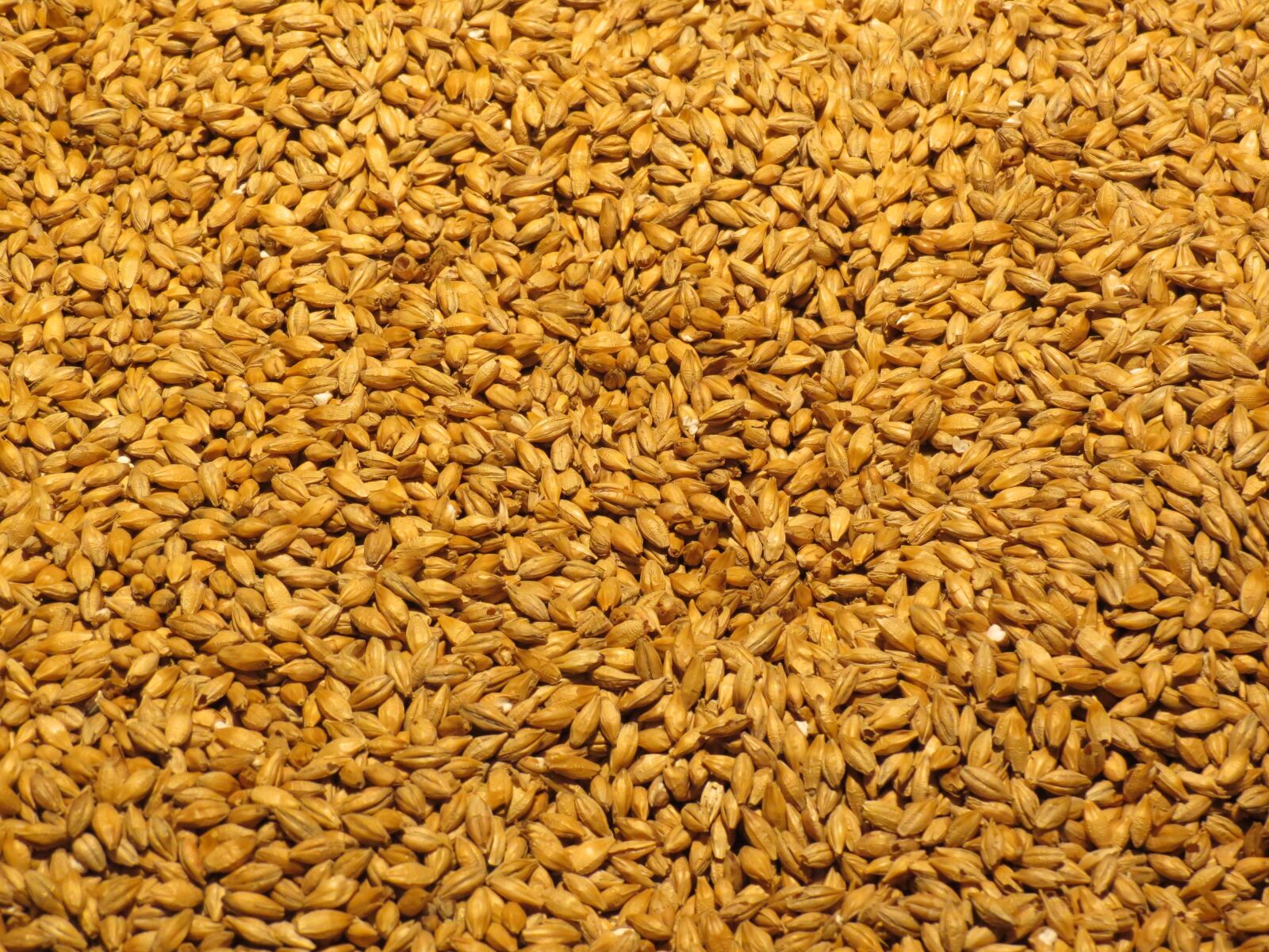 Canon PowerShot SX40 HS sample photo. Barley, malt, grain photography