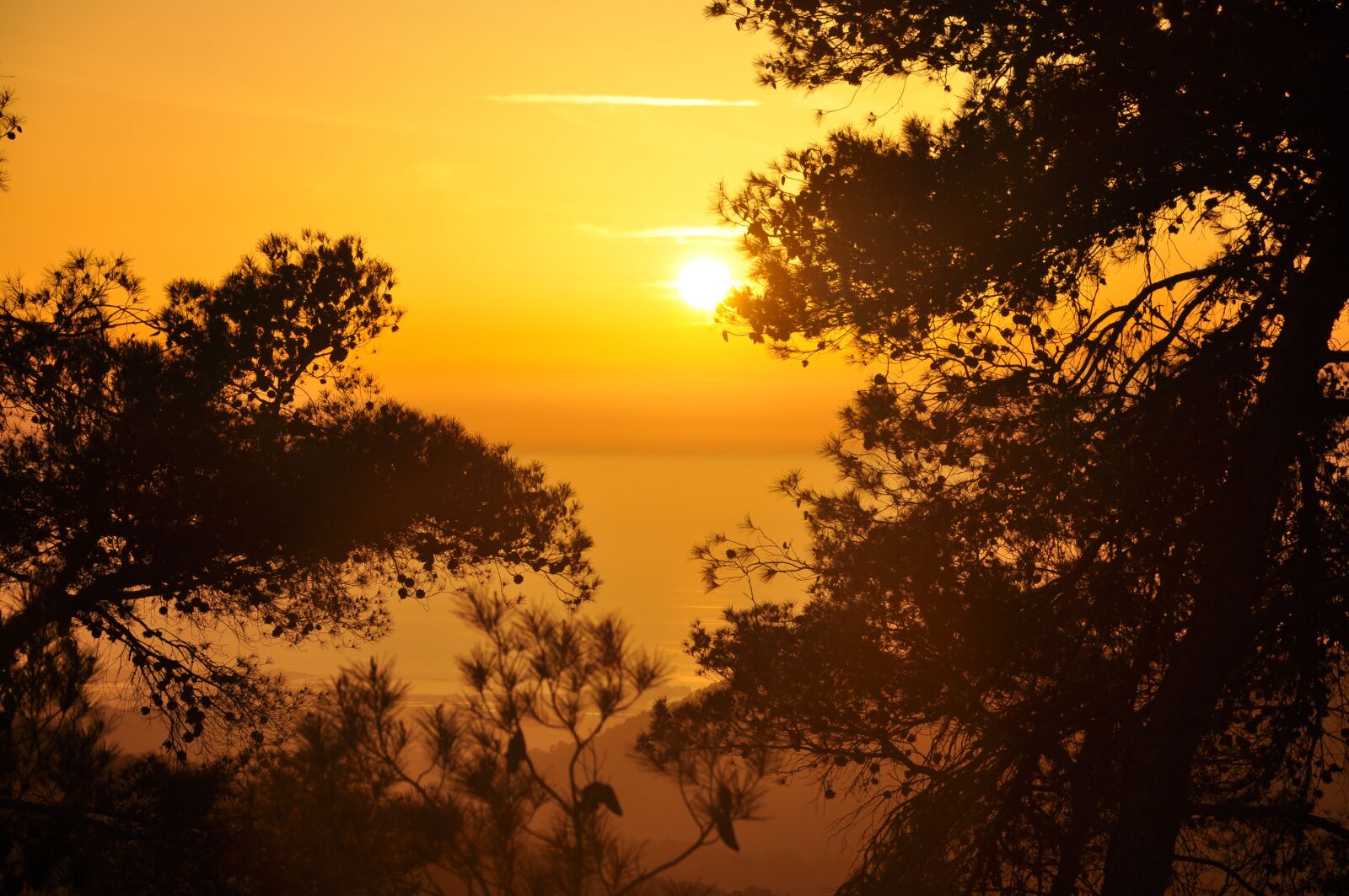 Nikon D90 sample photo. Sunset, trees, nature photography
