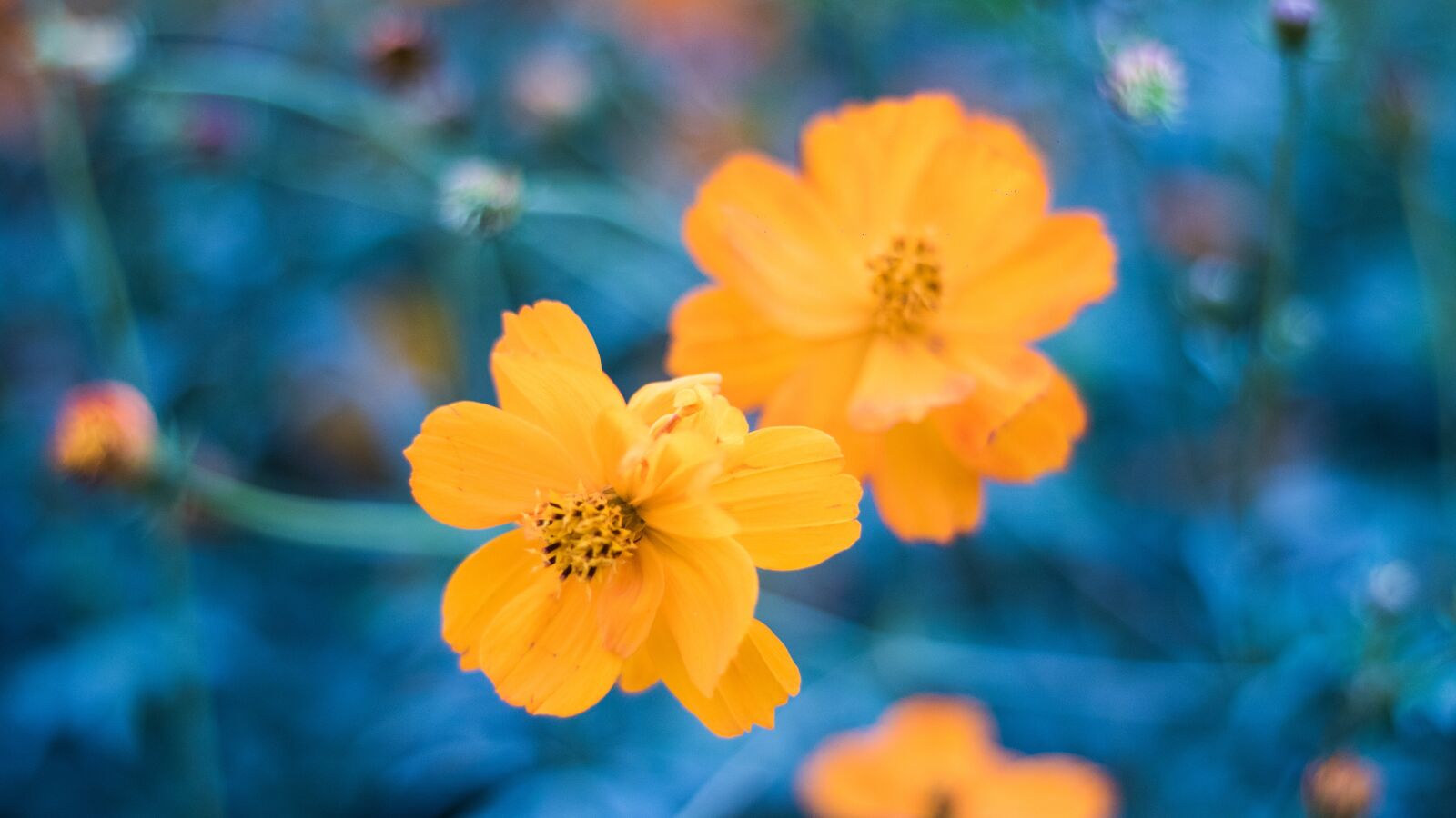 Canon EOS 760D (EOS Rebel T6s / EOS 8000D) + Canon EF 50mm F1.8 STM sample photo. Nature, flower, summer photography