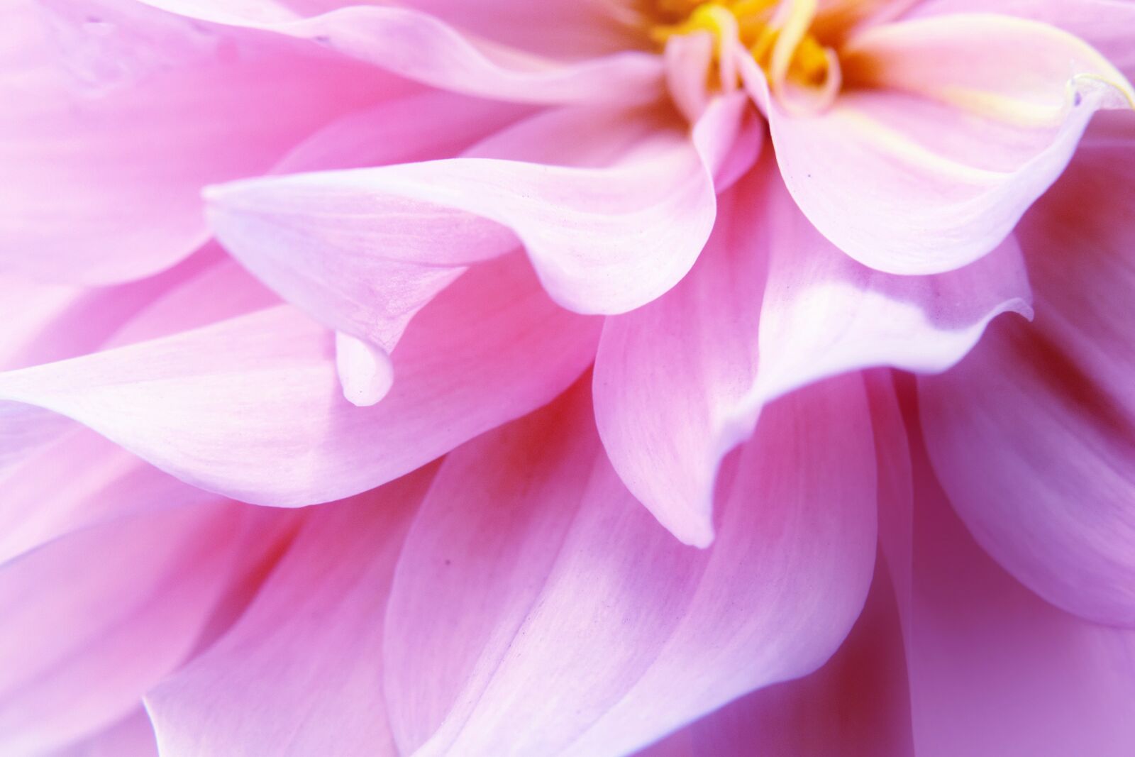 Nikon D5300 sample photo. Flower, nature, dahlia photography