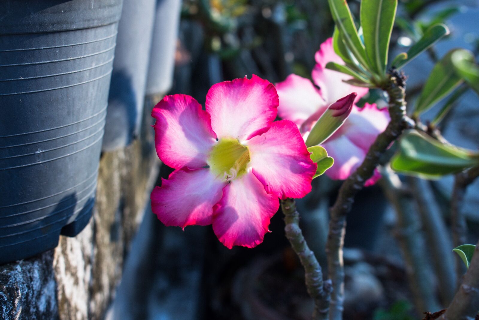 Canon EOS 700D (EOS Rebel T5i / EOS Kiss X7i) sample photo. Invited to visit, plant photography