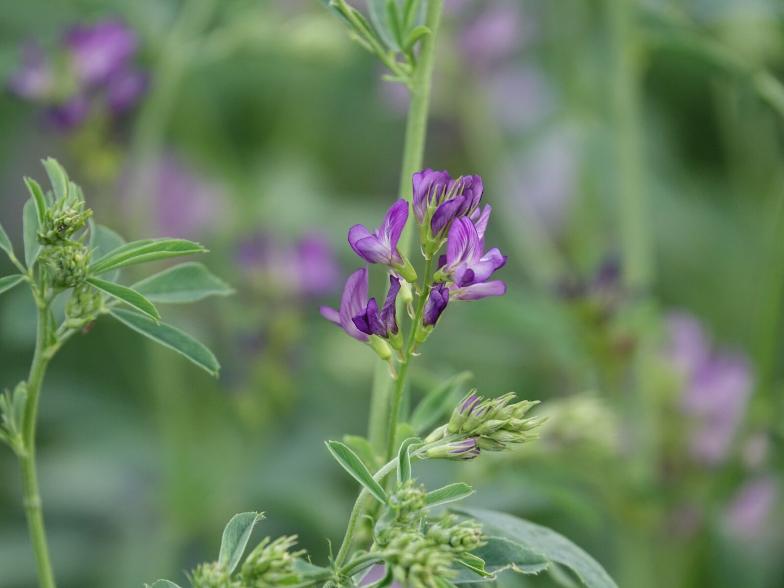 Sony Cyber-shot DSC-RX10 III sample photo. Flower, nature, purple flowers photography