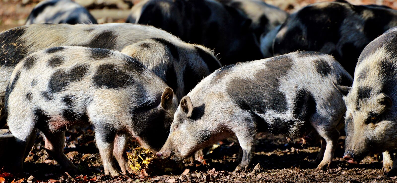 Nikon D3200 sample photo. Pot bellied pig, pig photography